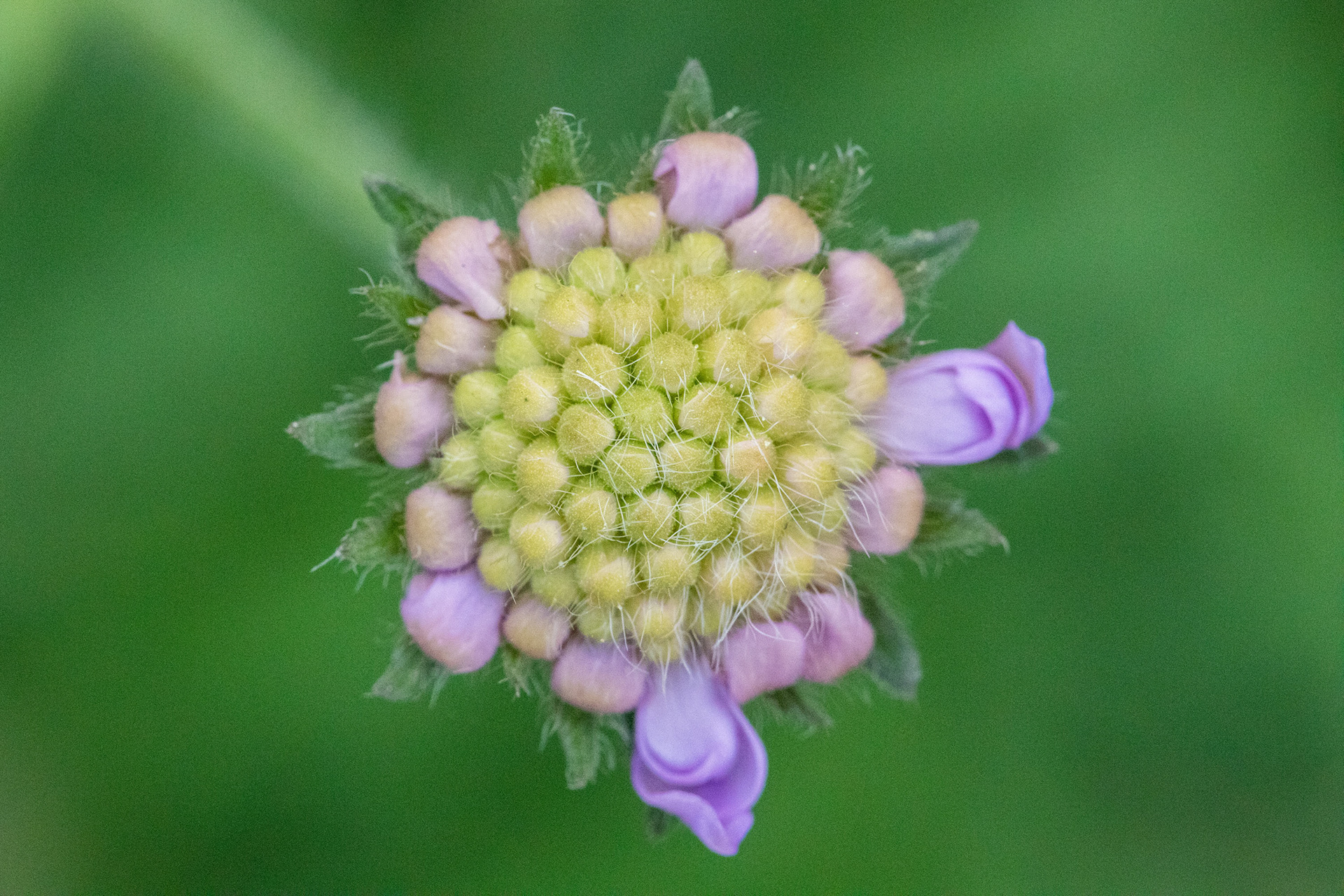 Scabious