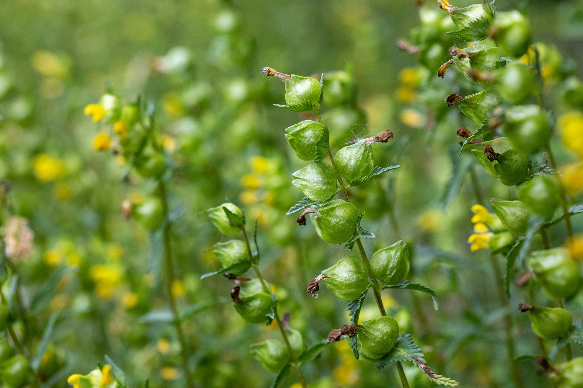 Yellow Rattle