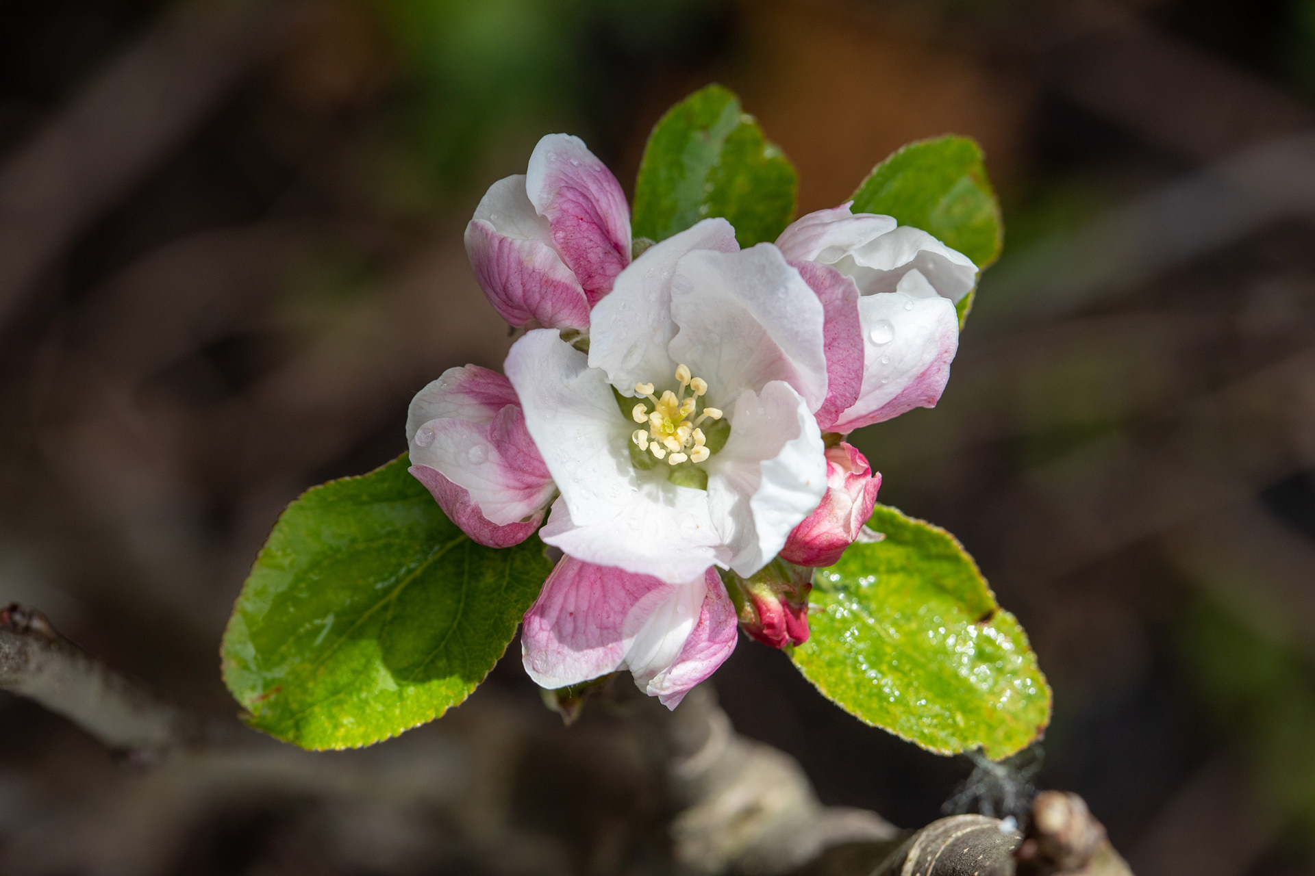 Apple blossom
