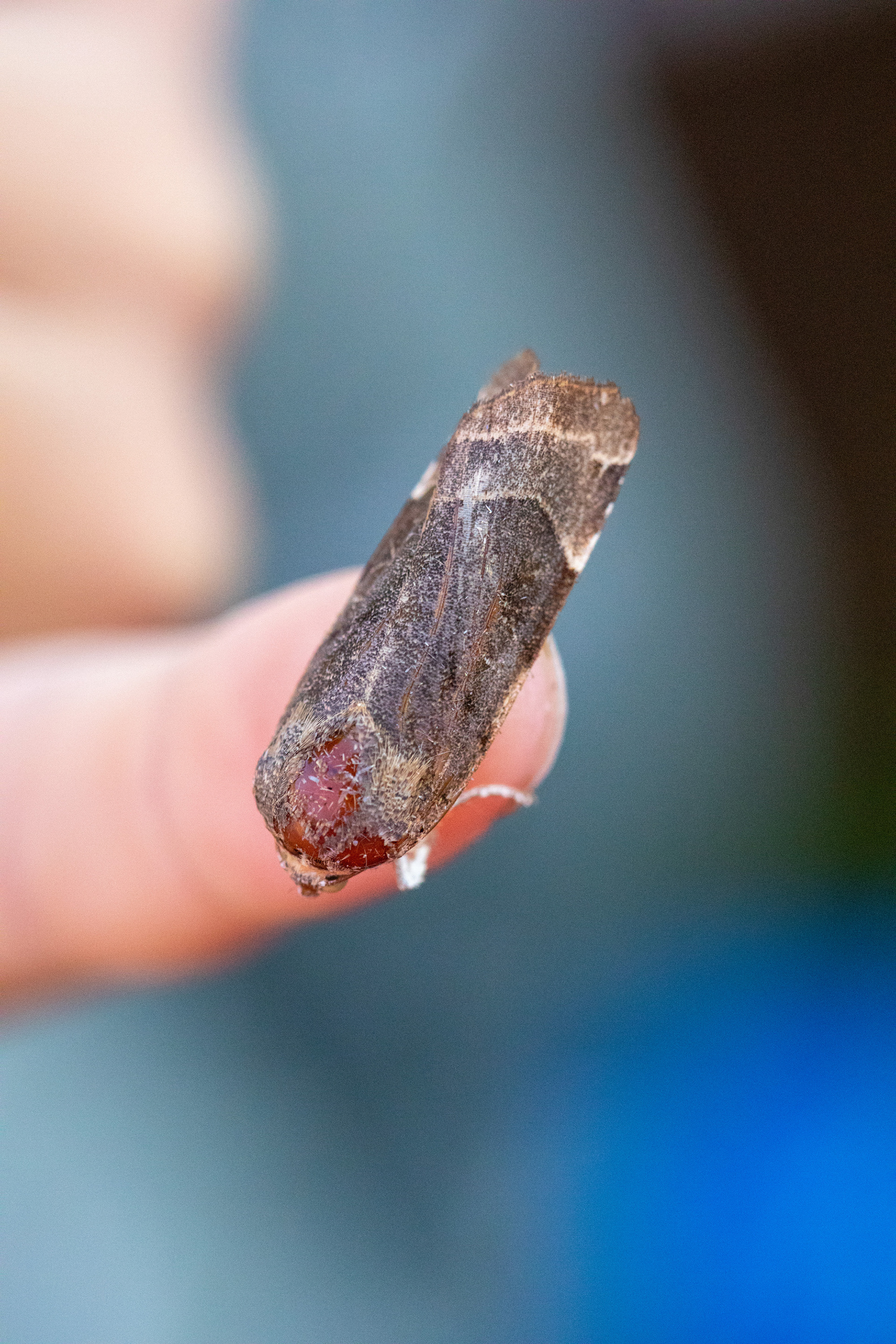 Lesser Broad Bordered Yellow