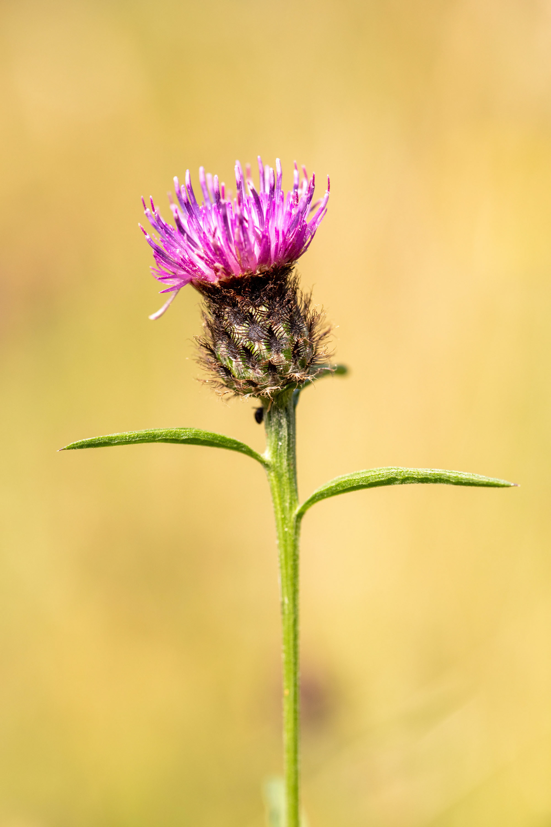Knapweed