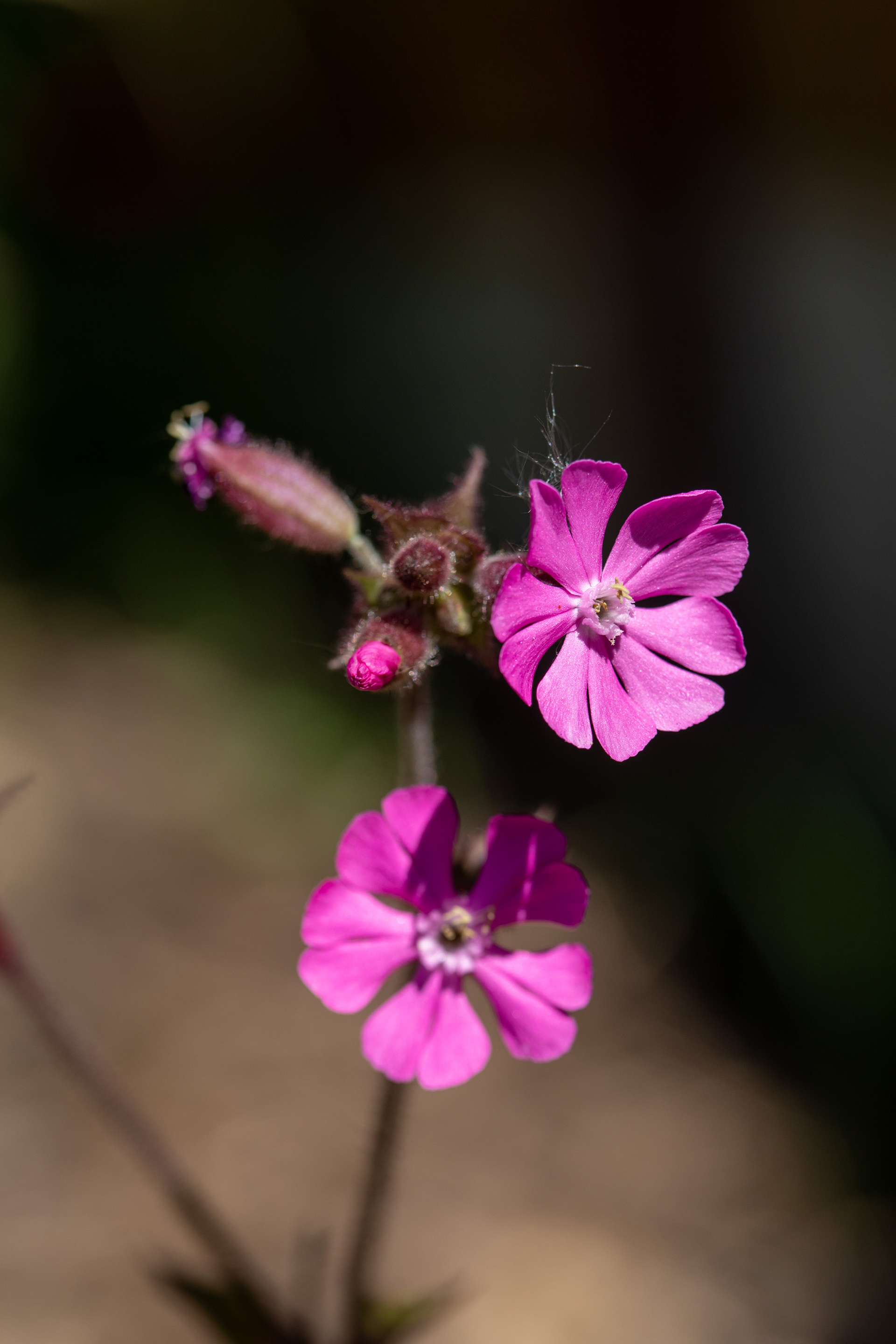 Campion
