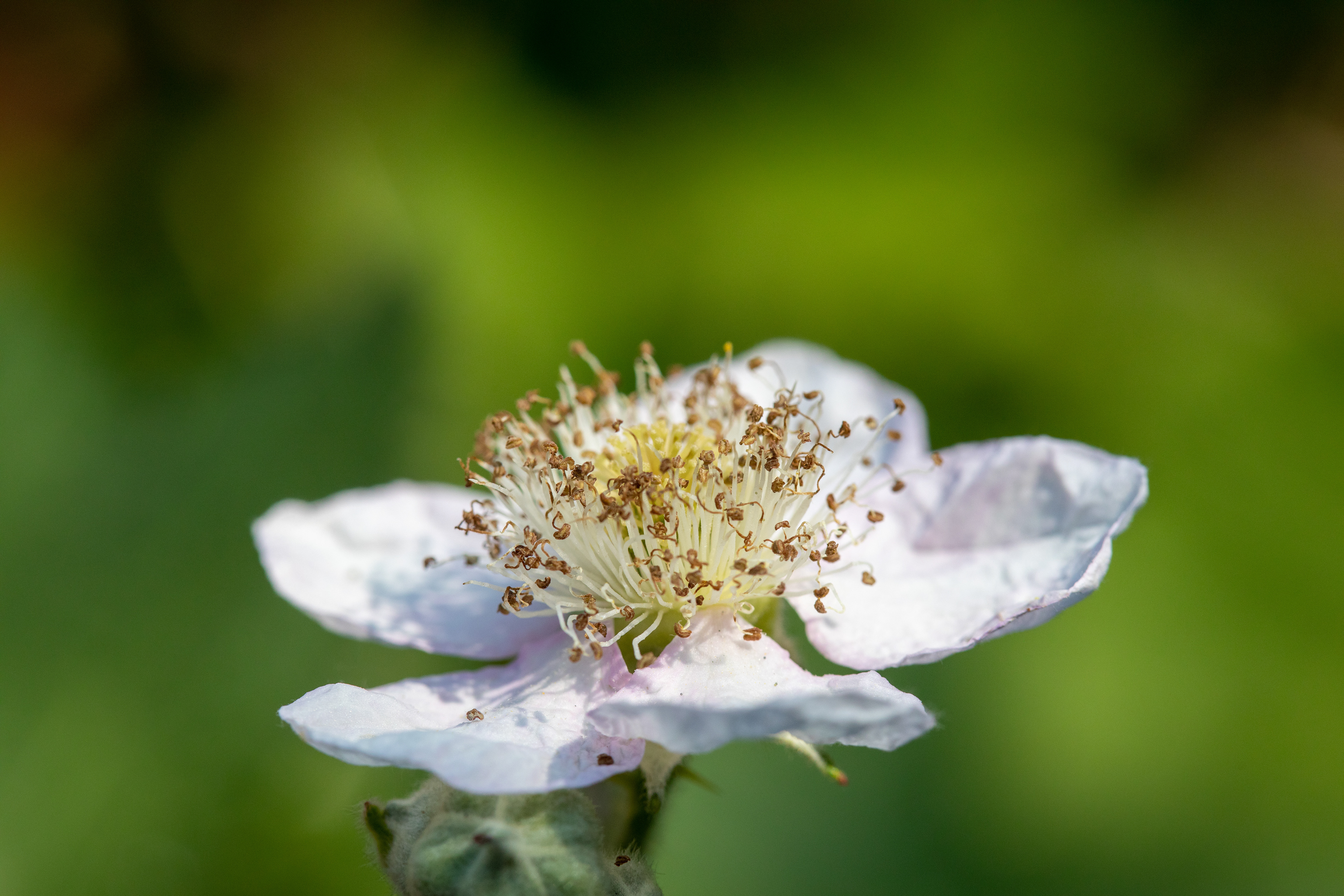 Bramble