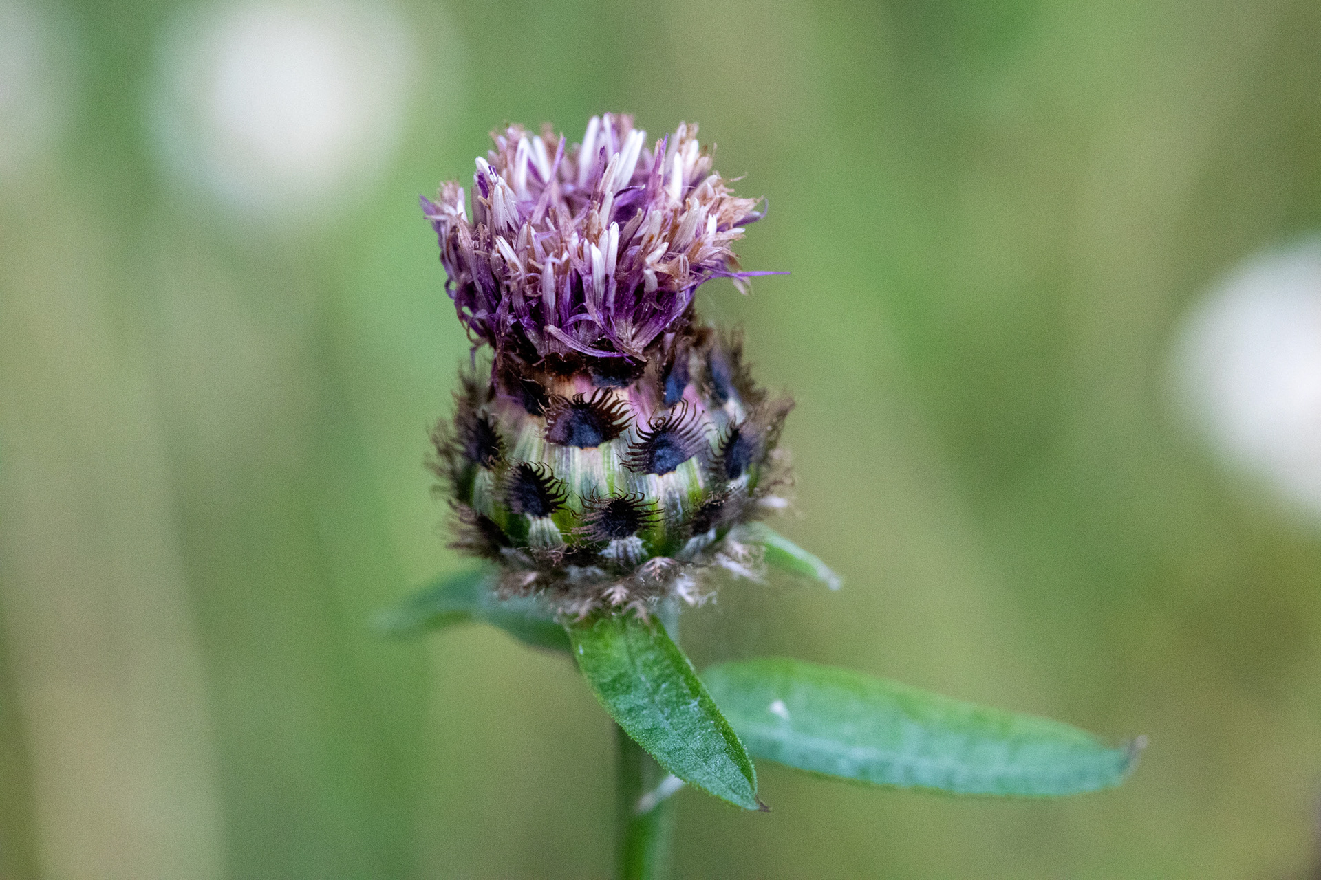 Knapweed