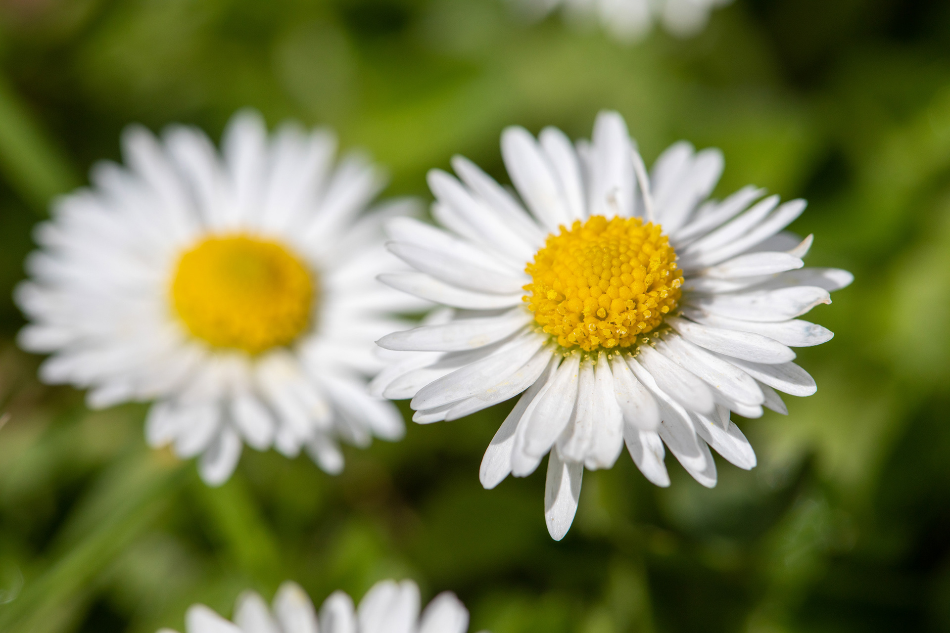 Daisy