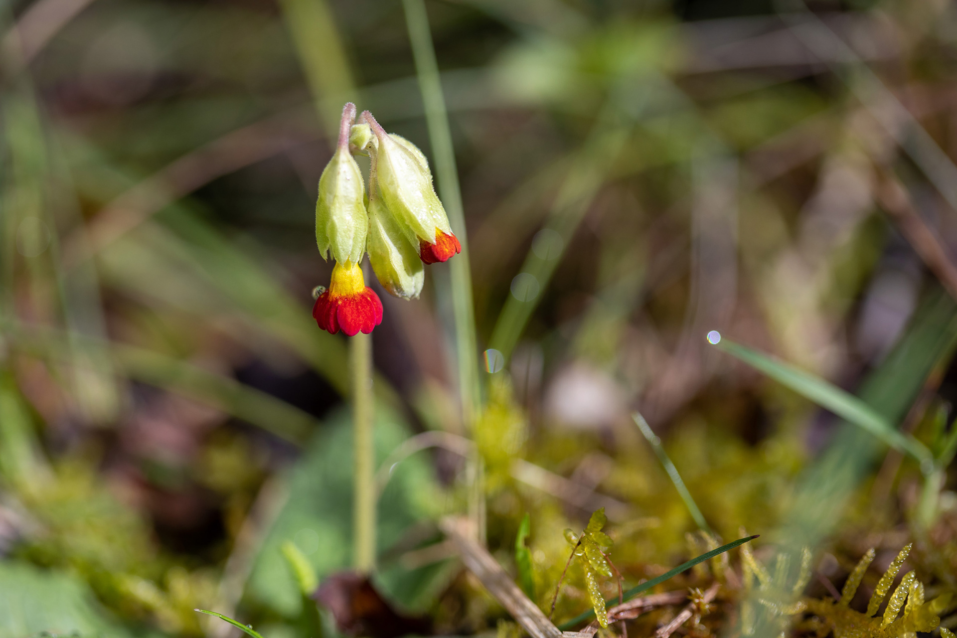 Cowslip