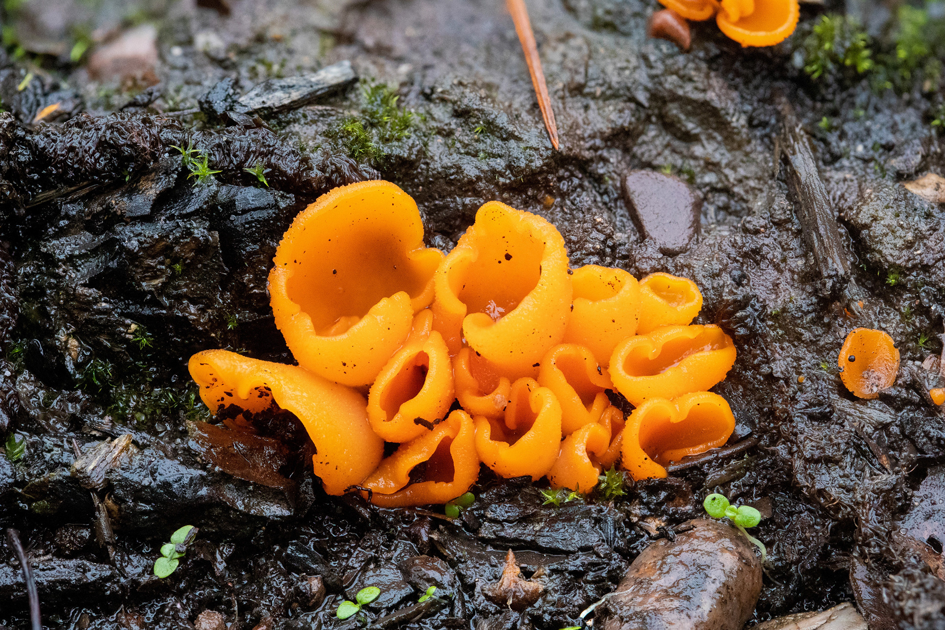 Orange Peel Fungus