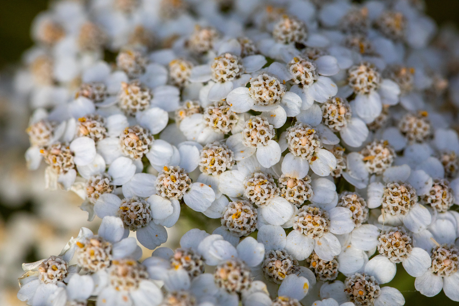 Yarrow