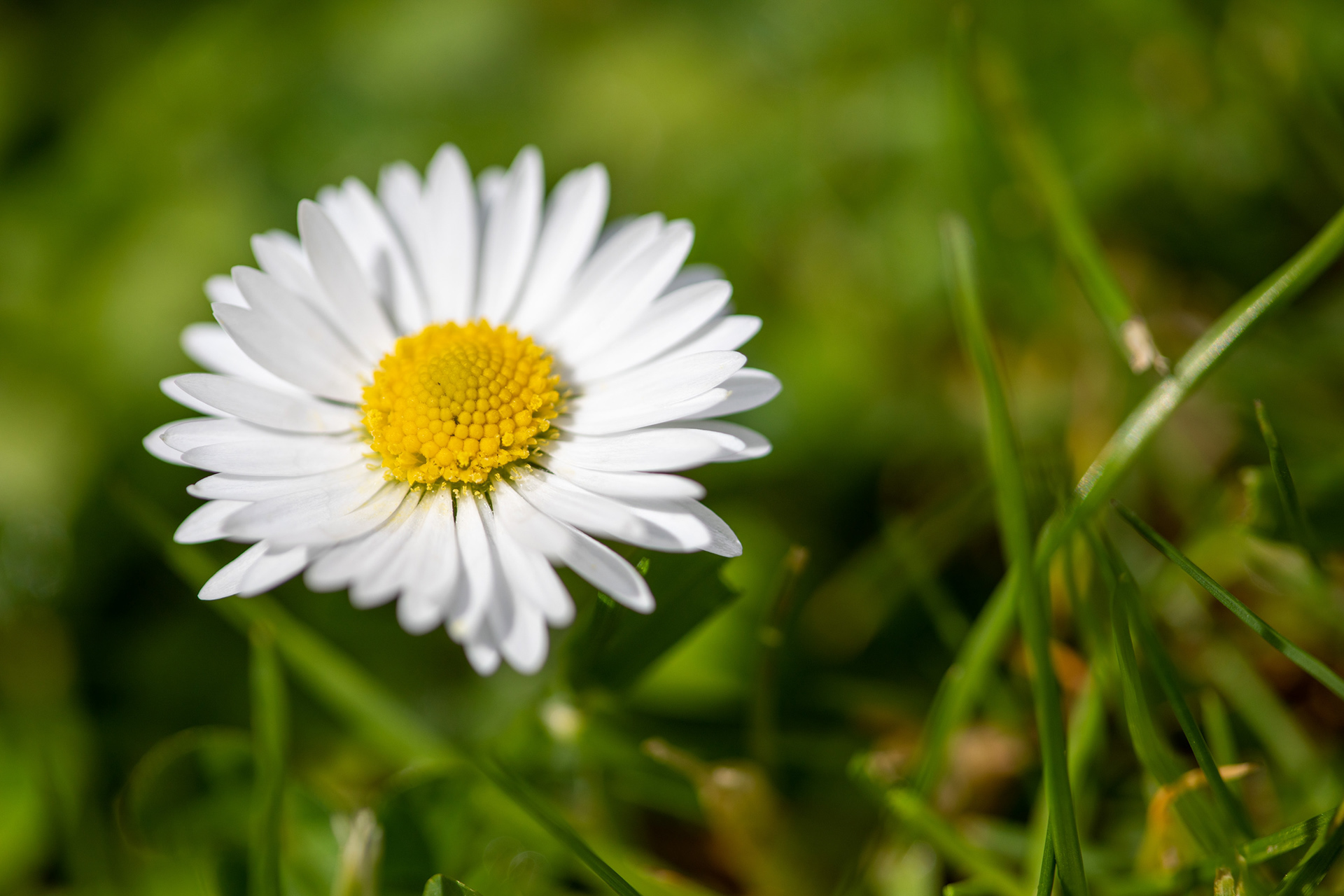 Daisy