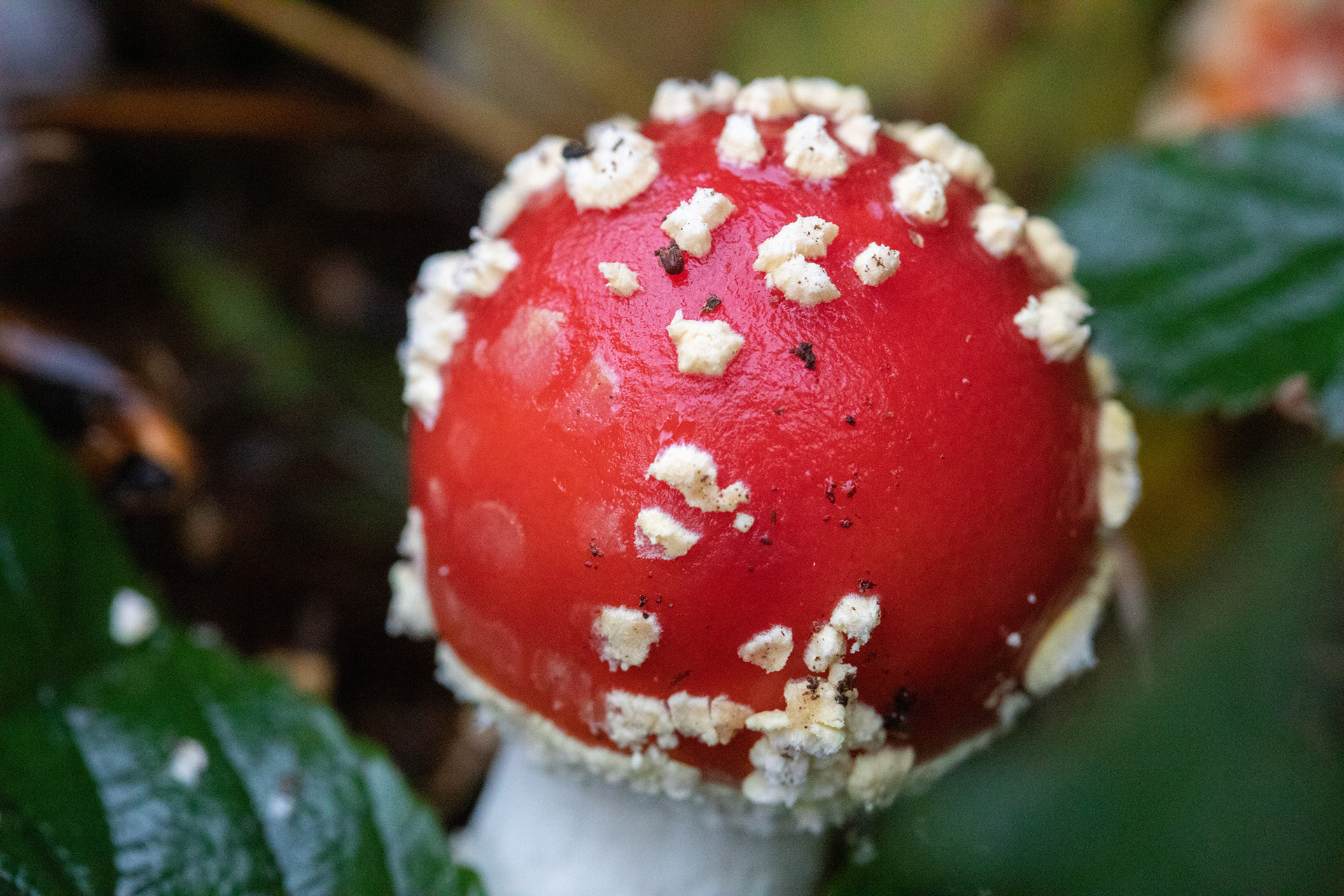 Fly Agaric