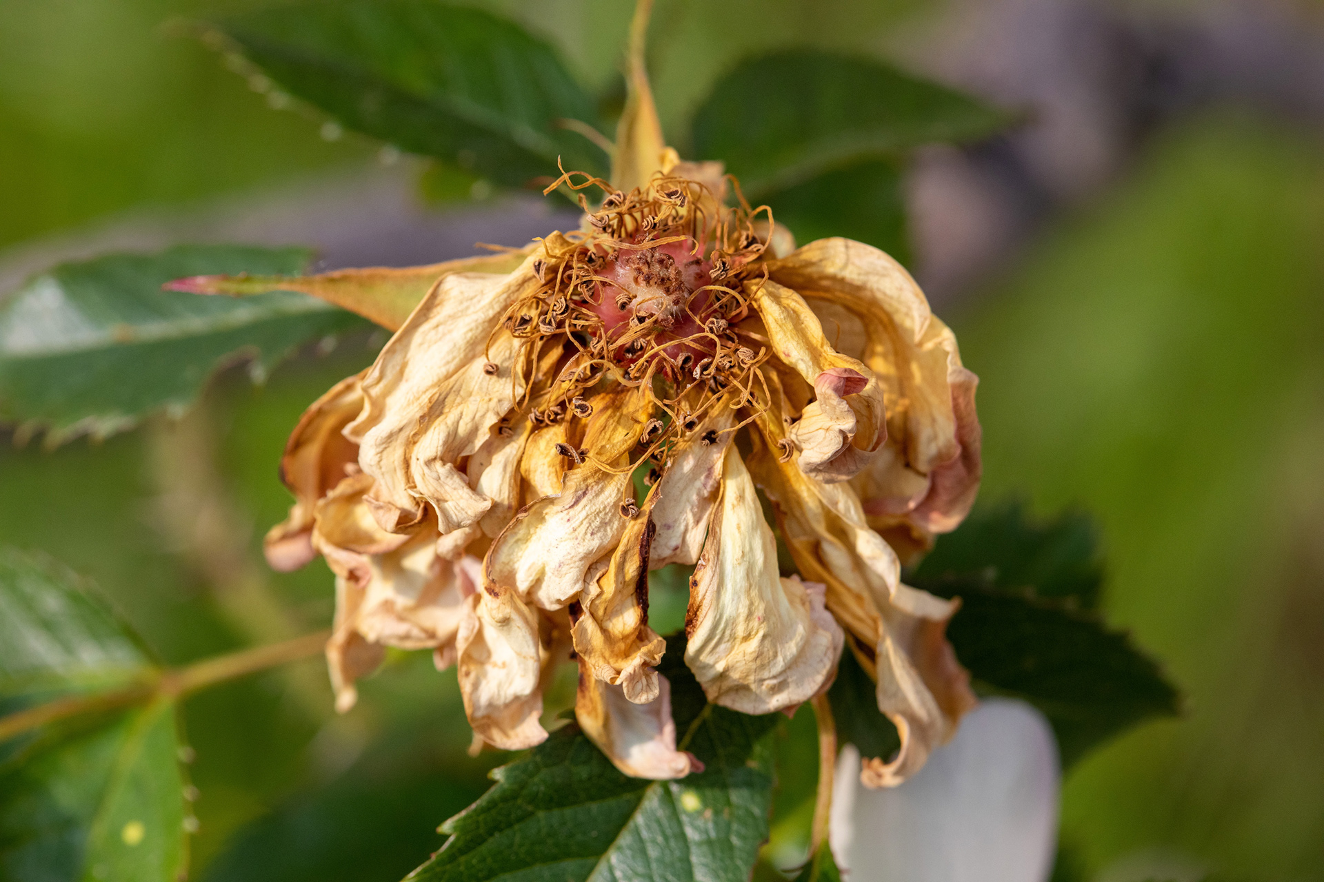 Rose