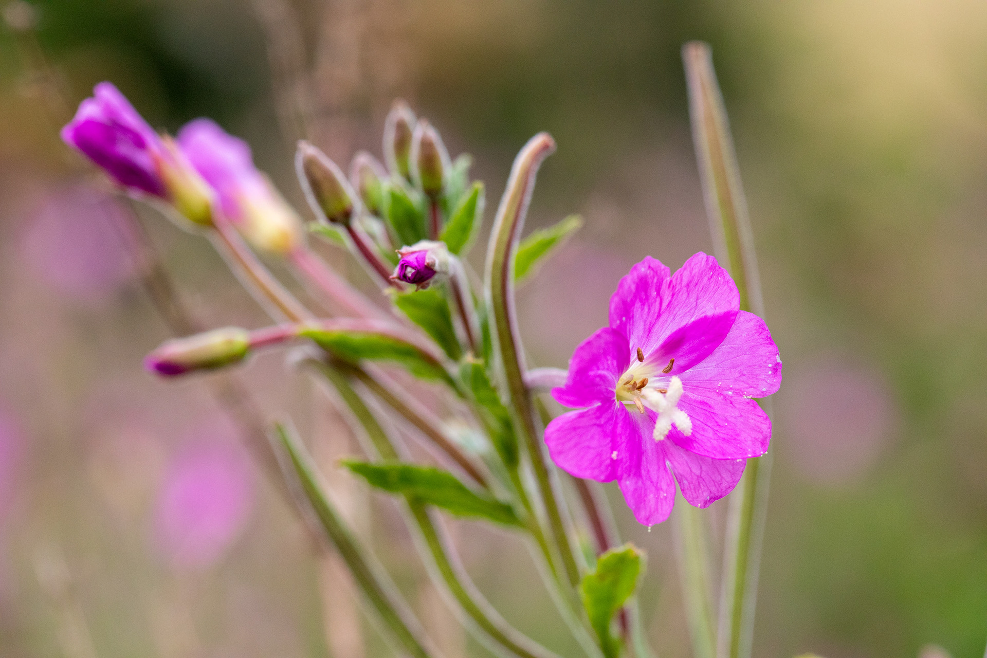 Great willowherb