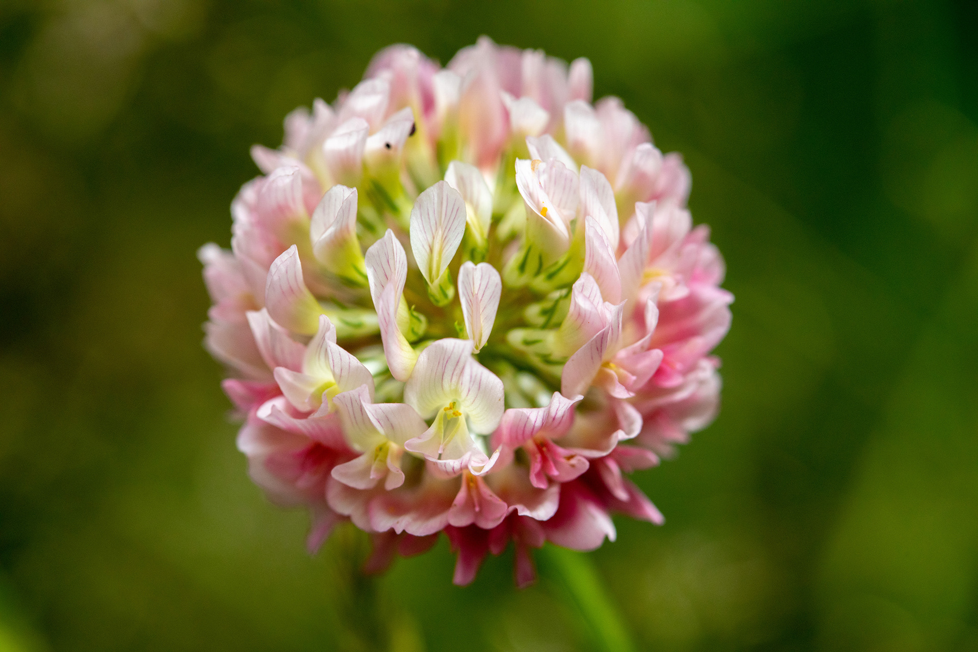 Red Clover