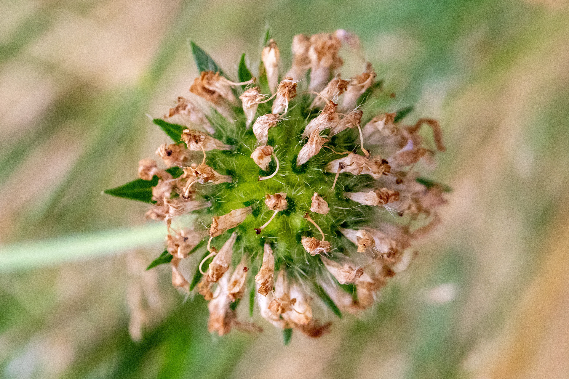 Field Scabious