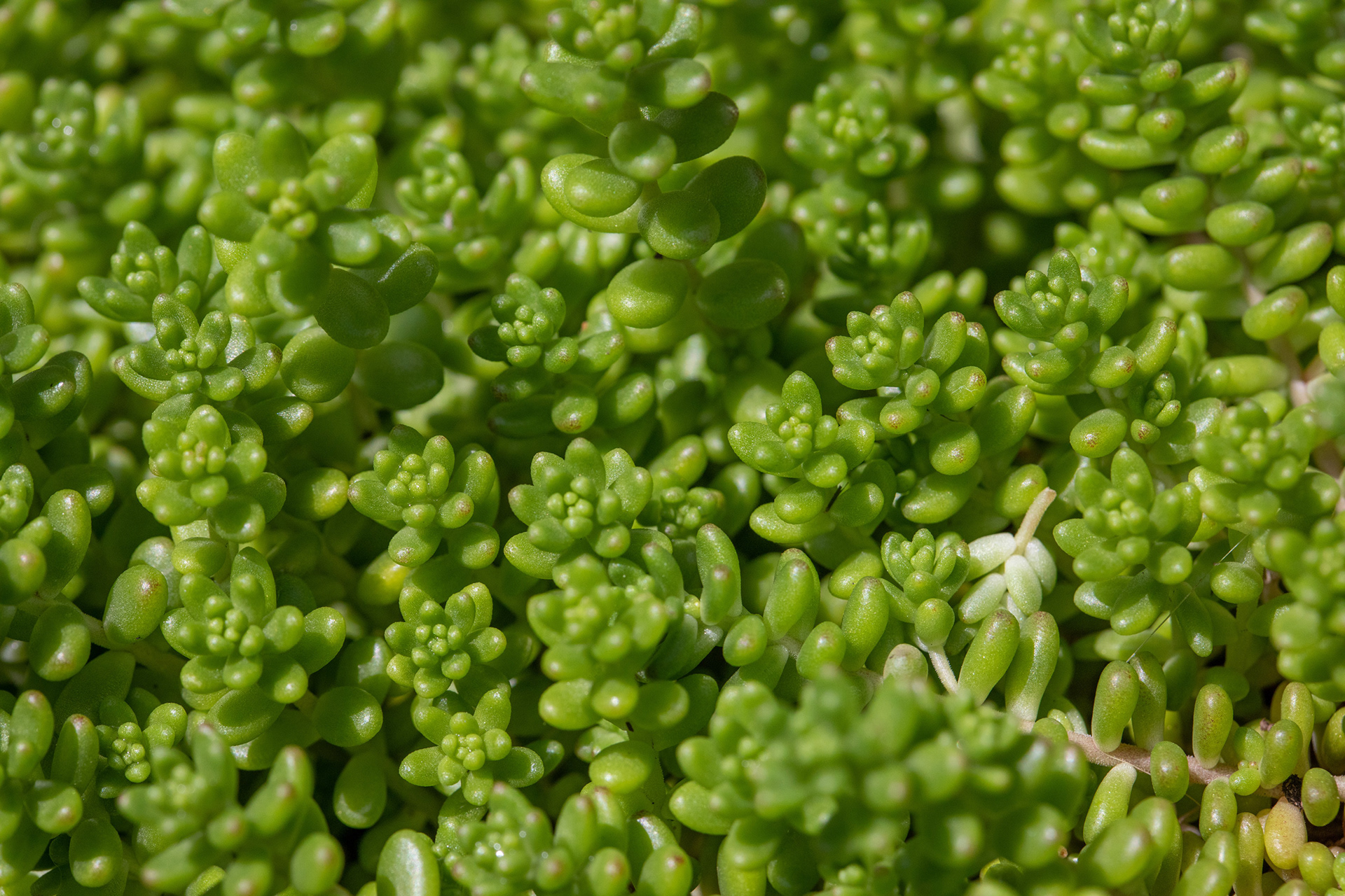 Stonecrop