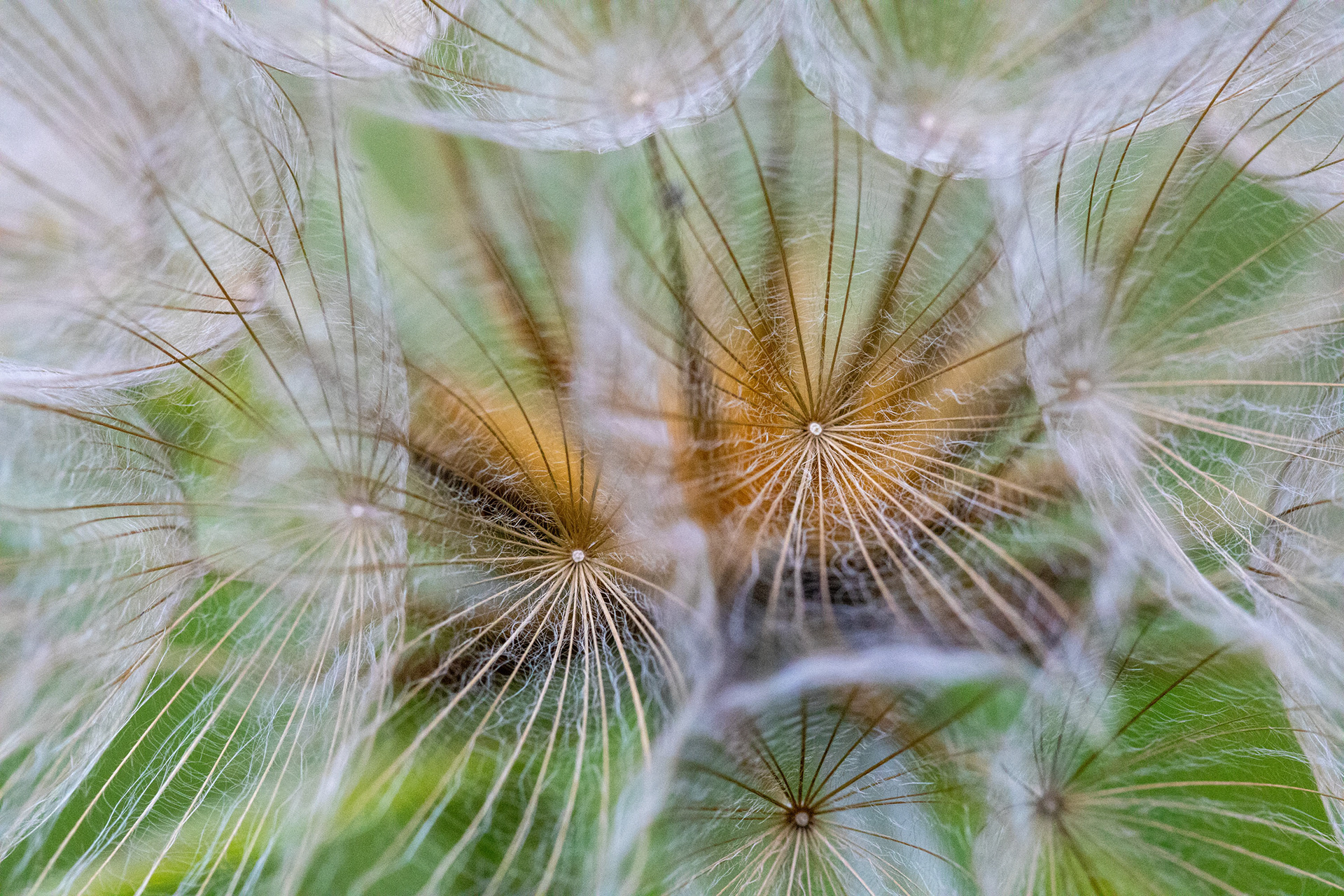 Meadow salsify
