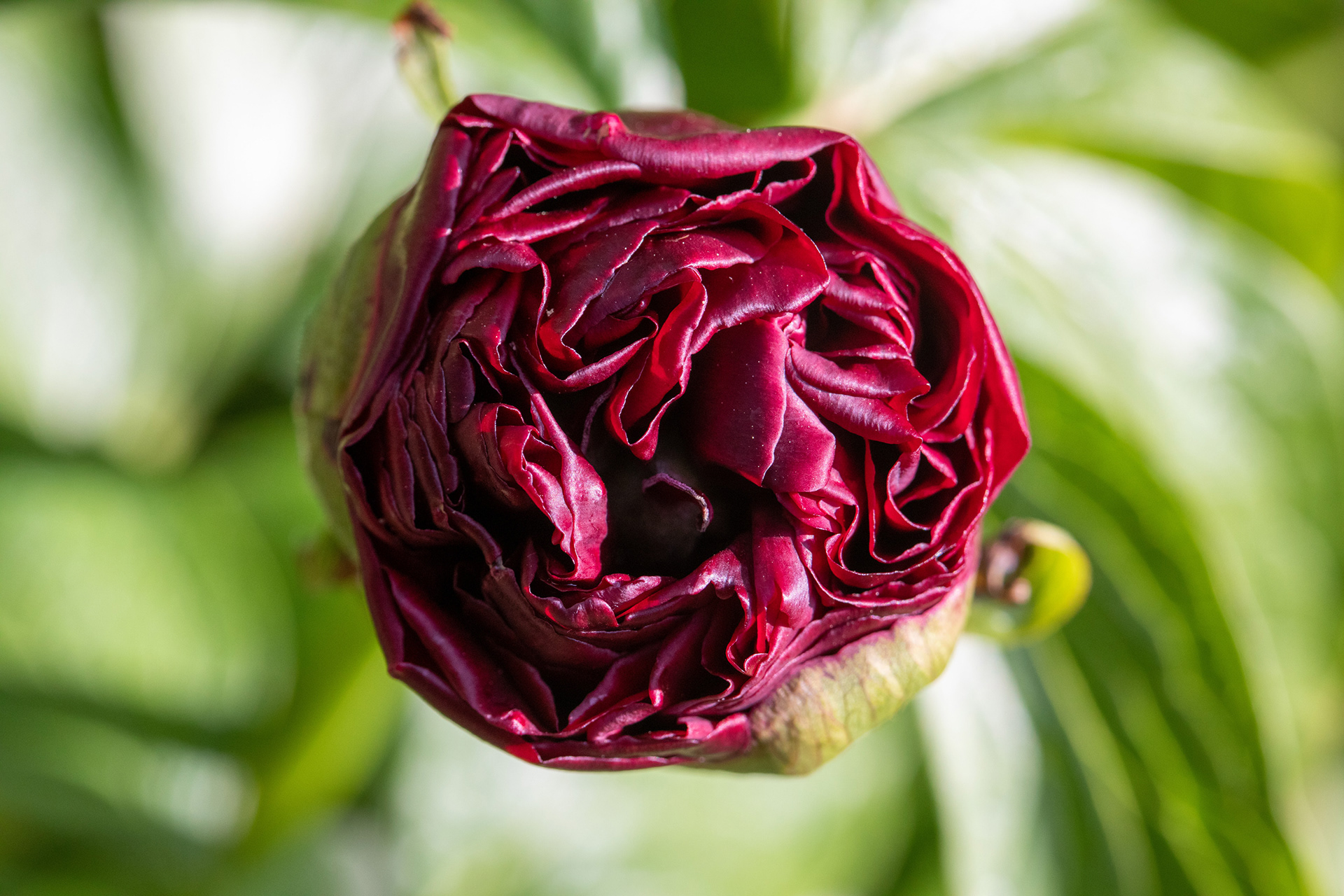 Peony