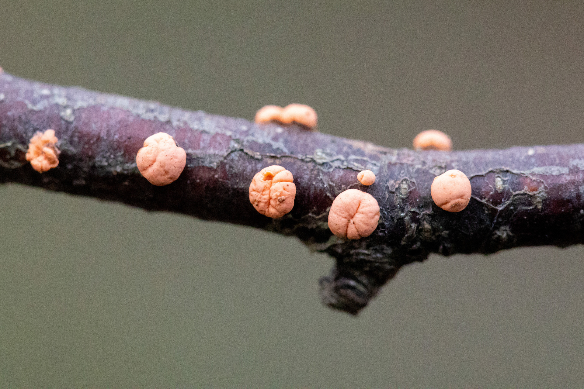 Coral spot fungus