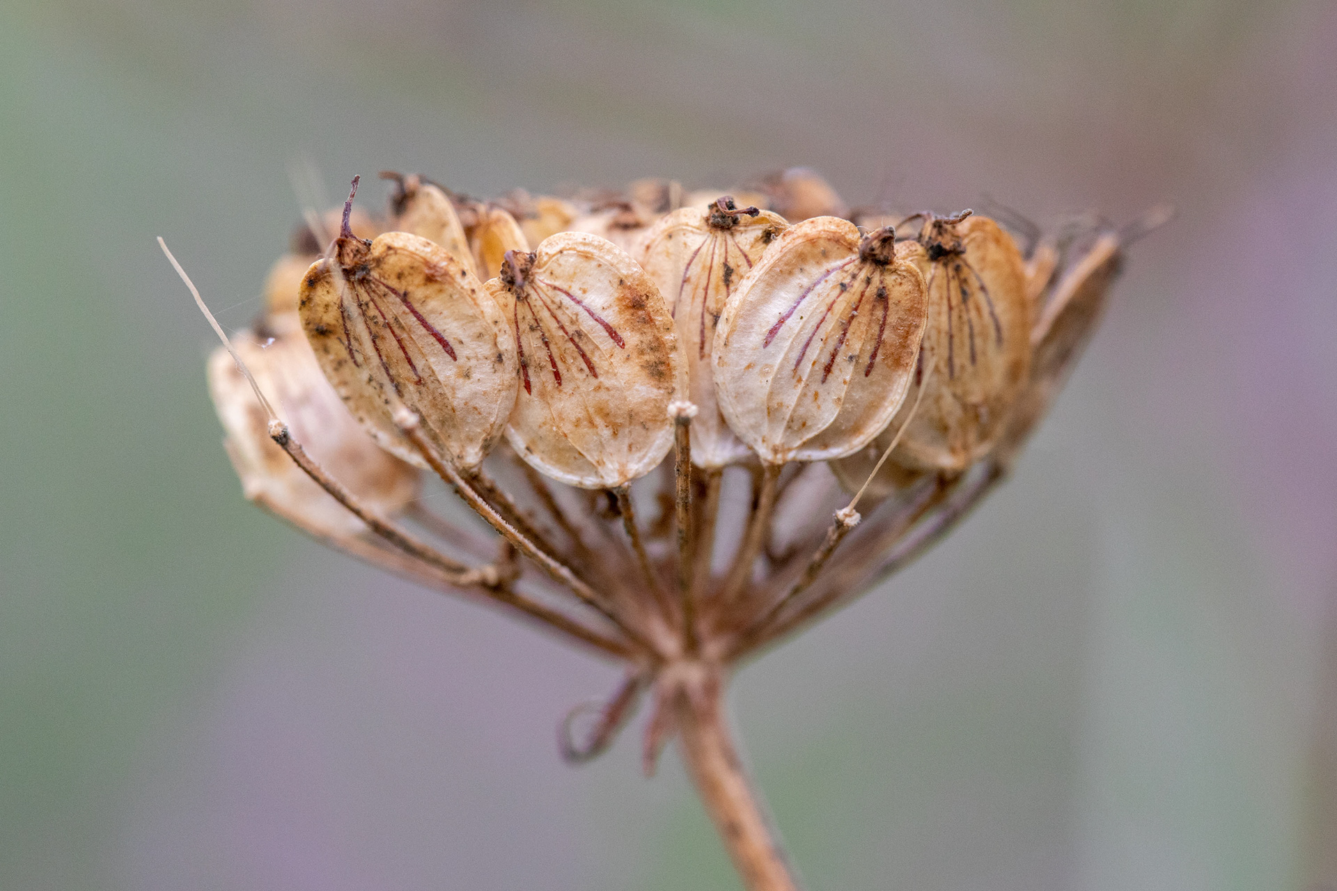 Hogweed seedhead