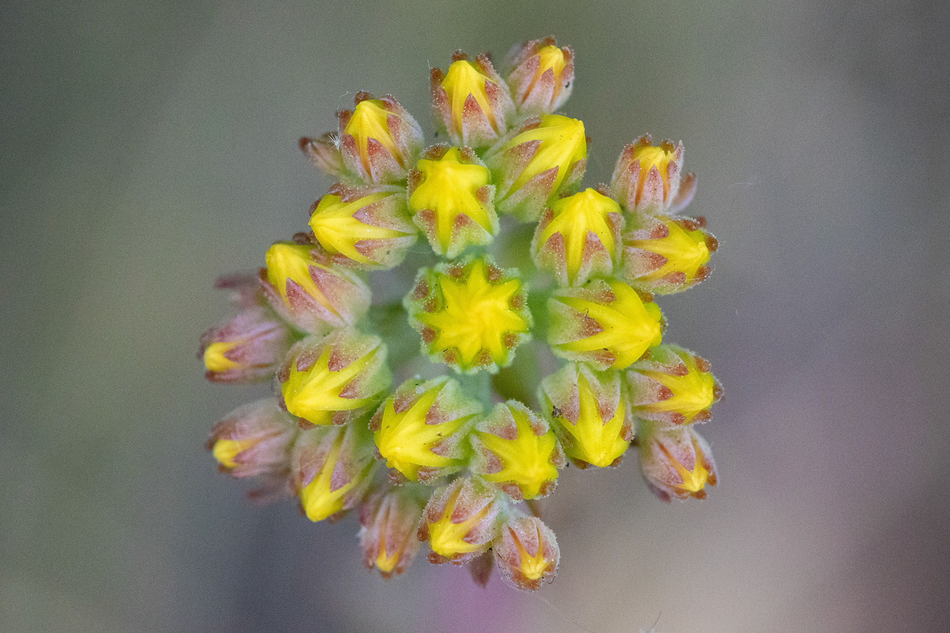 Reflexed Stonecrop