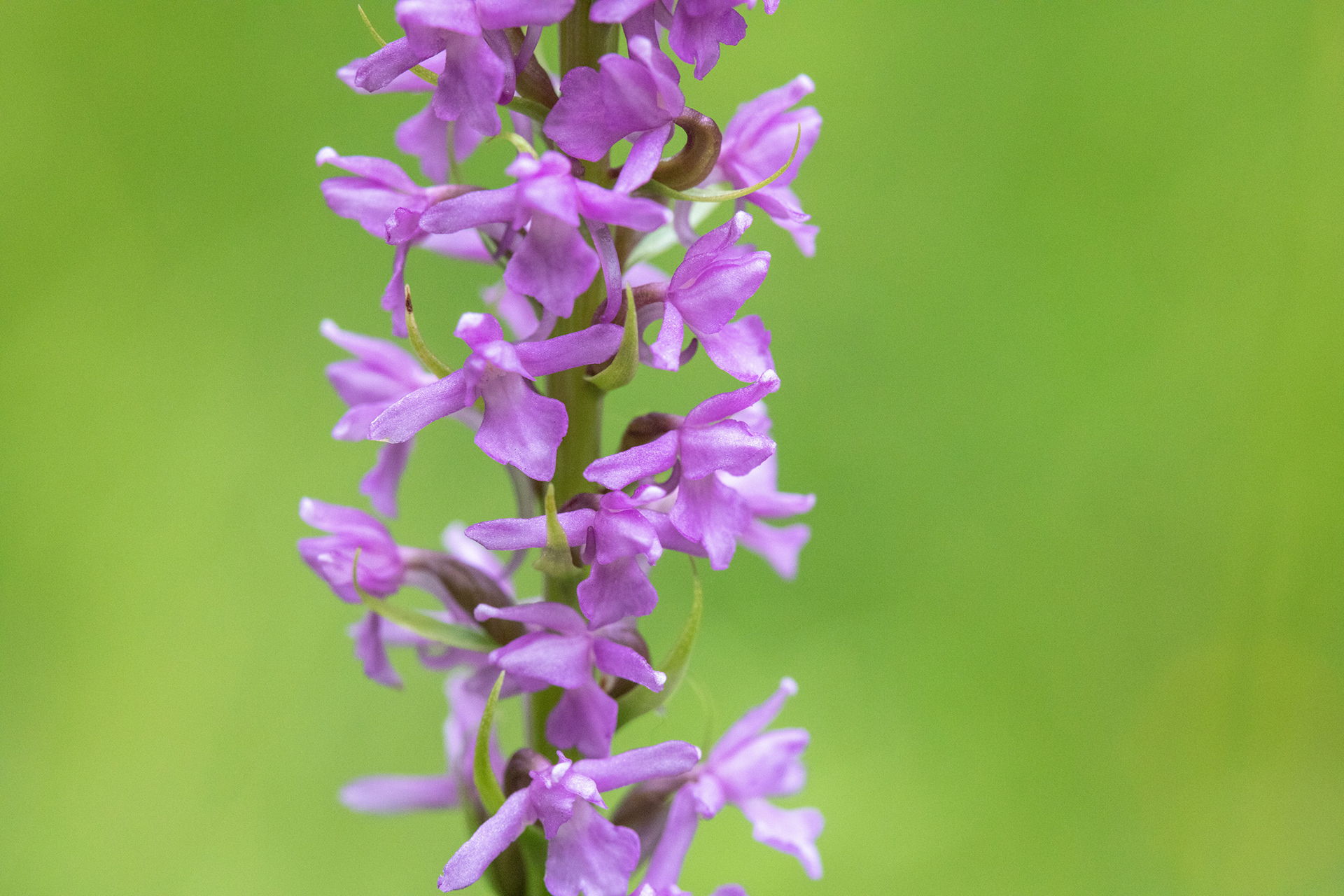 Fragrant Orchid