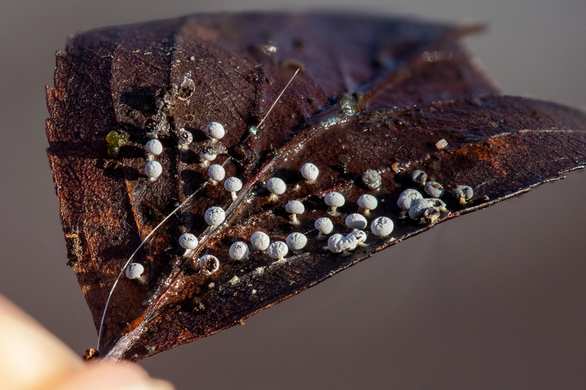 Slime Mould, possibly Didymium sp.