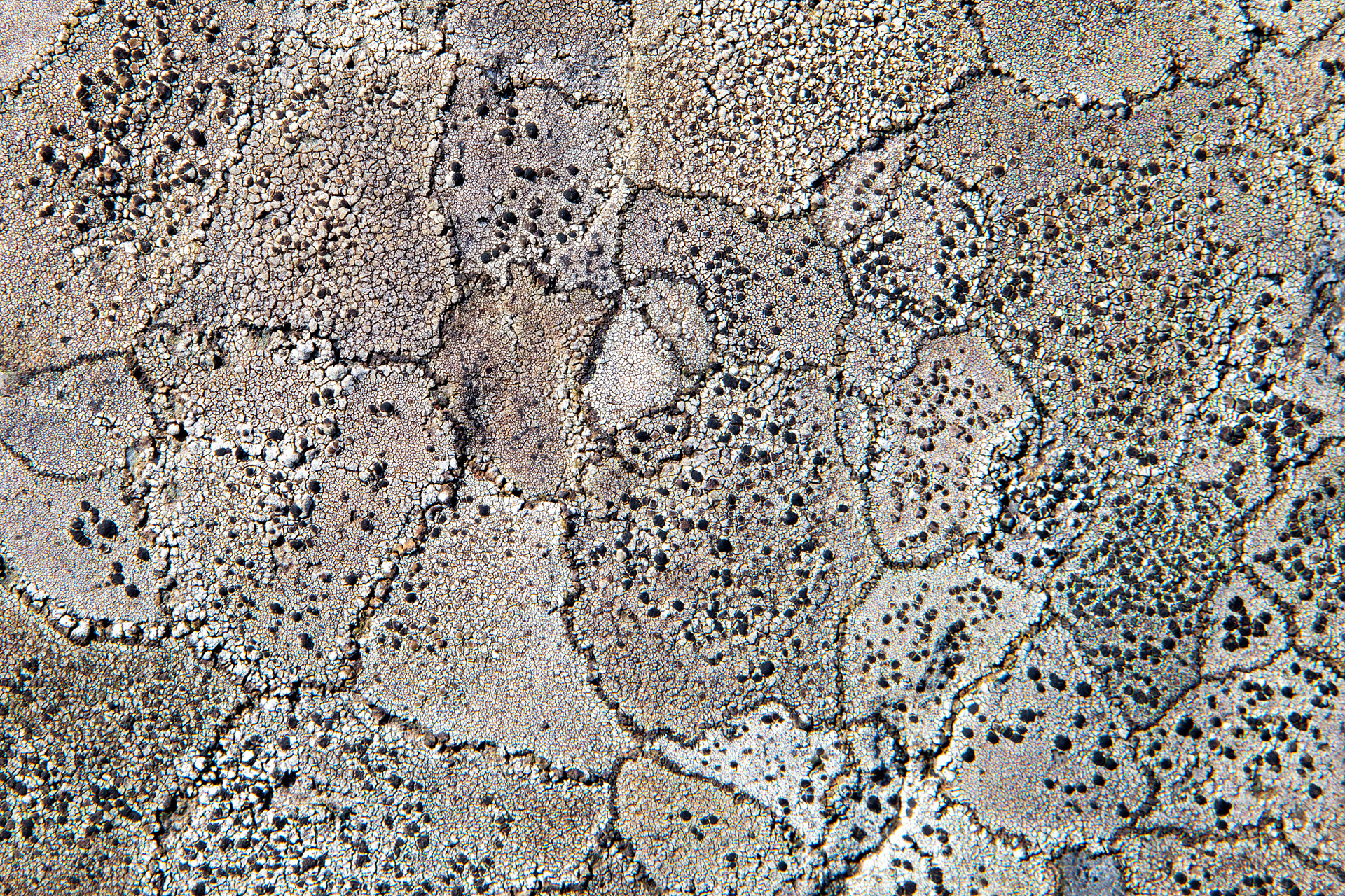 Lichens at Cnoc Fola