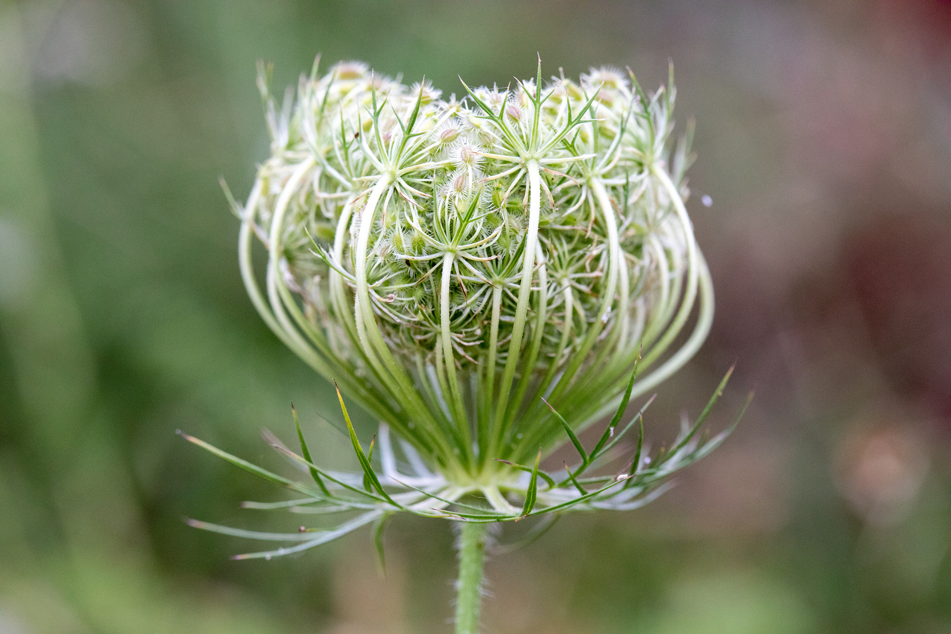 Wild Carrot