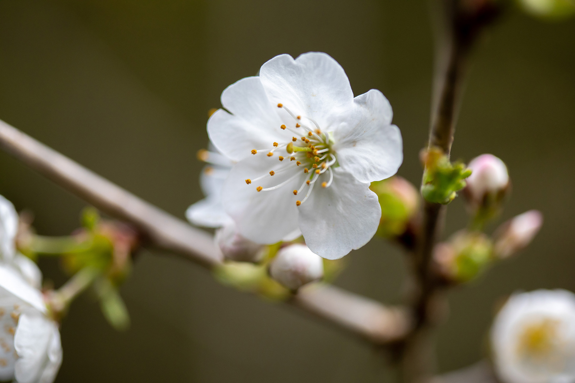 Blackthorn