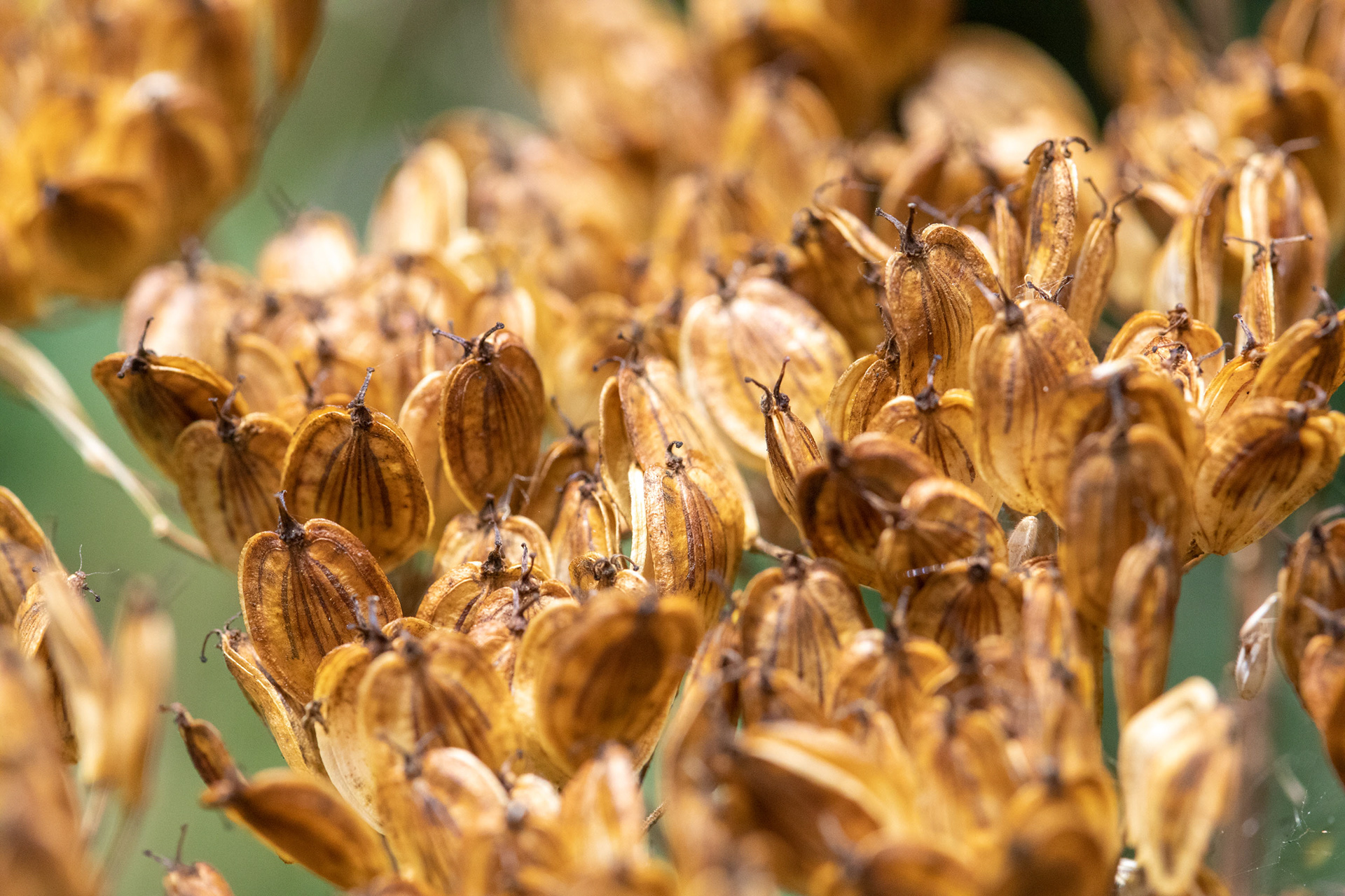 Hogweed seed head