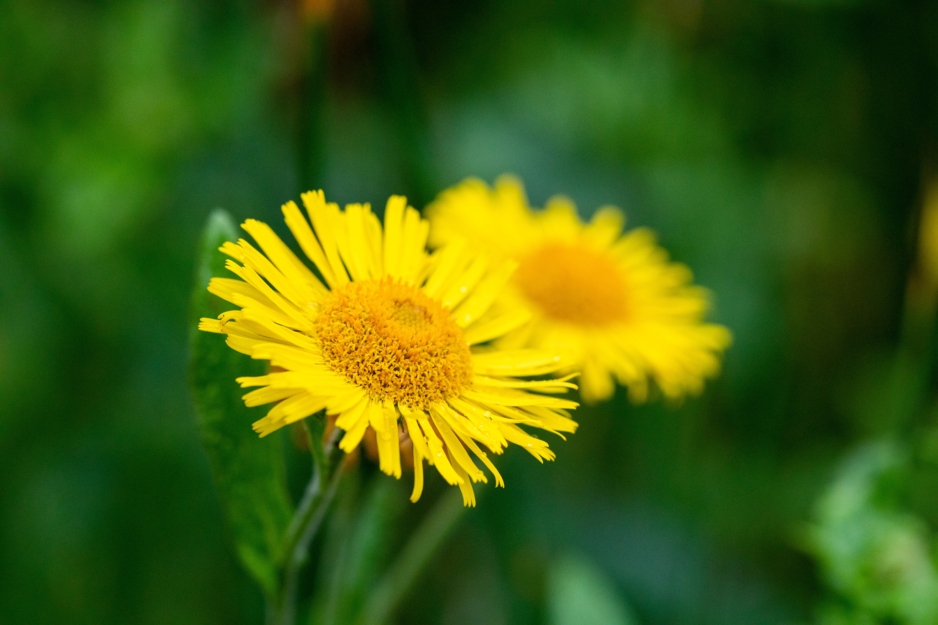 Fleabane