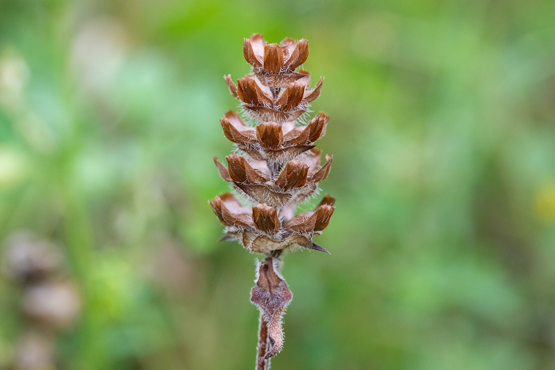 Self-Heal