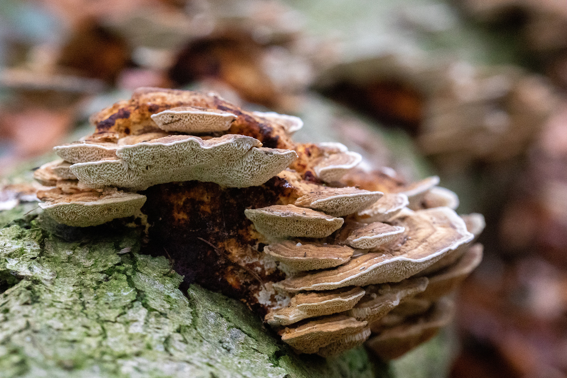 Turkey Tail