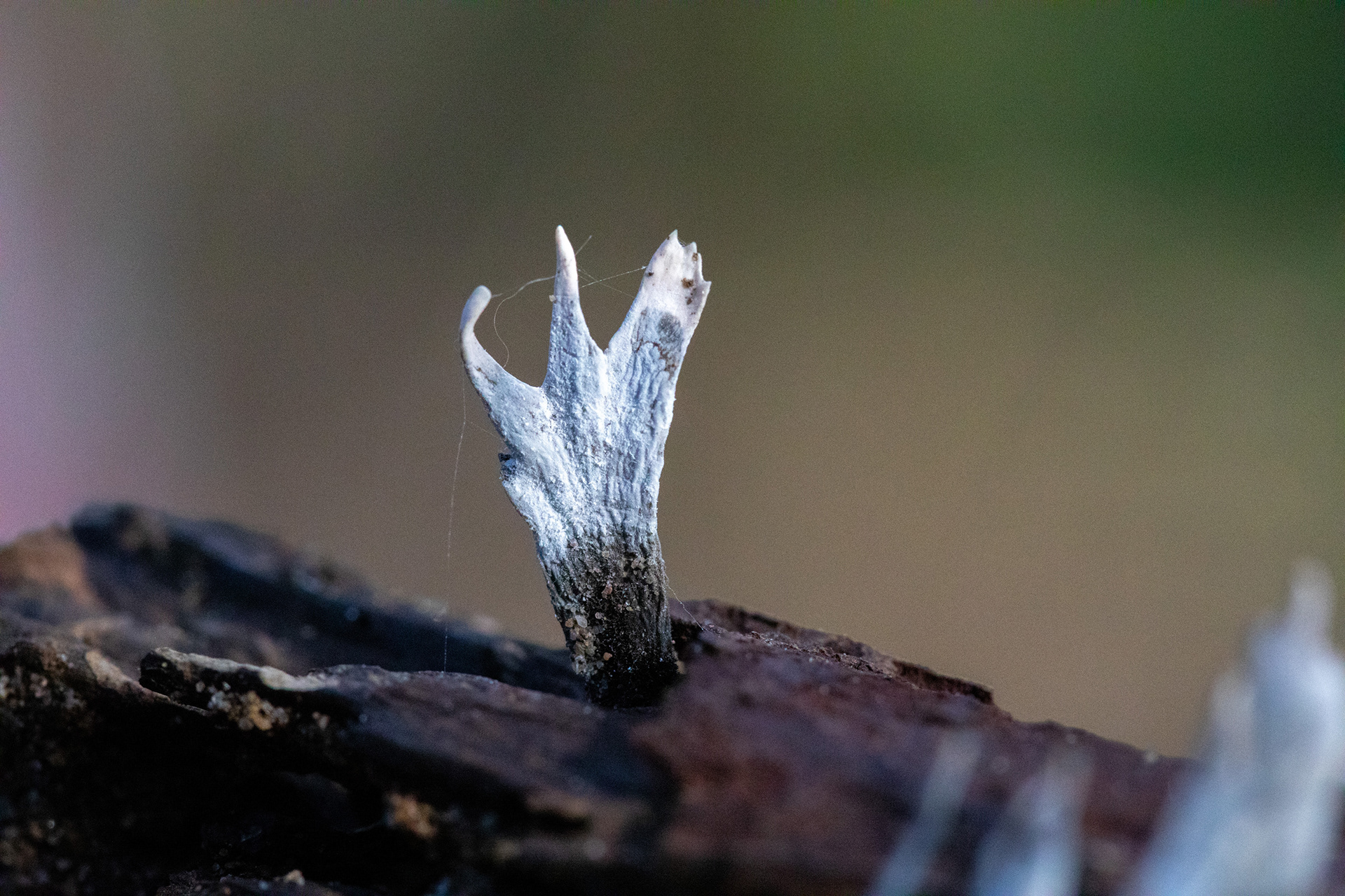 Candlesnuff fungus