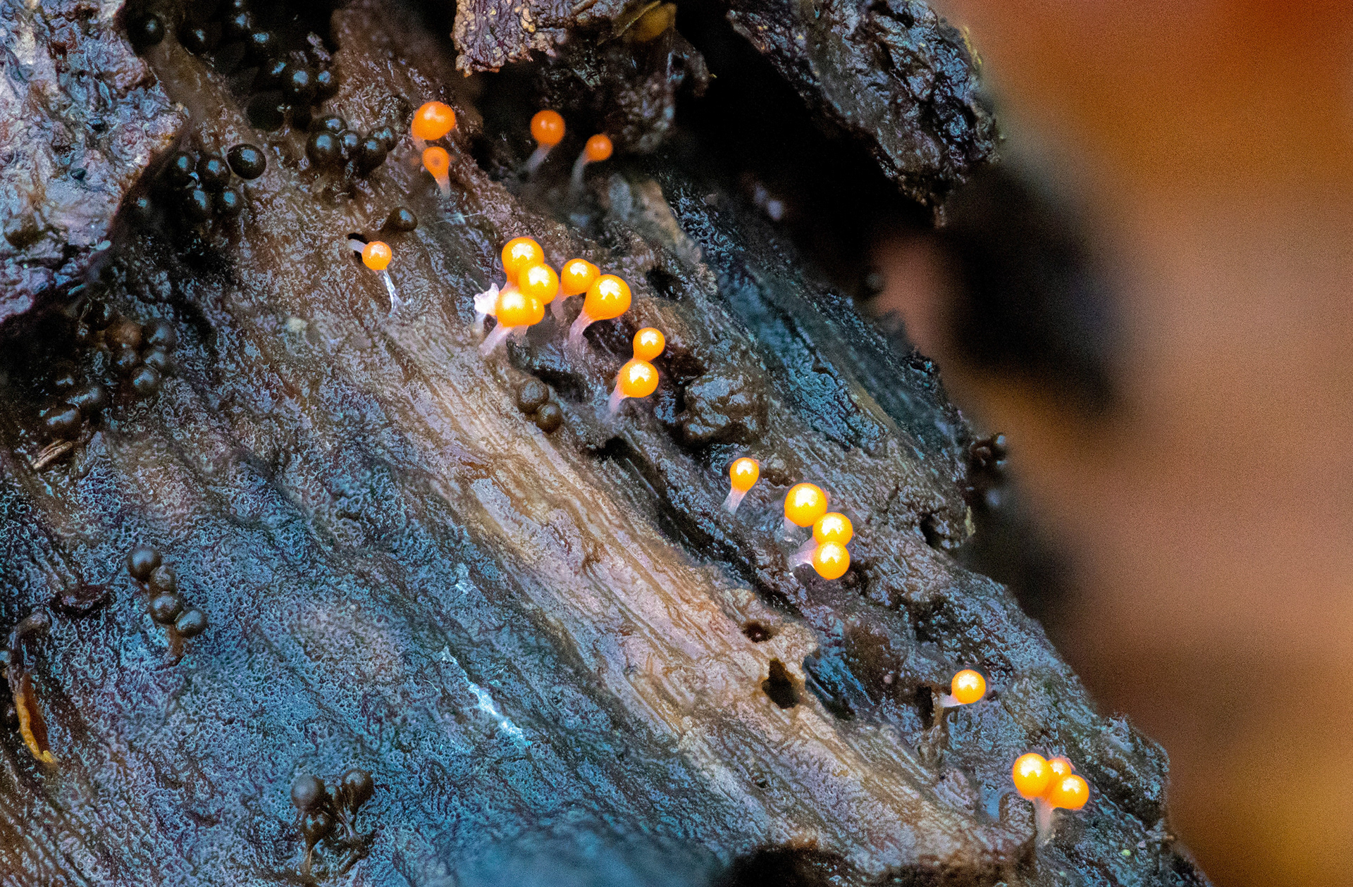 Slime Mould