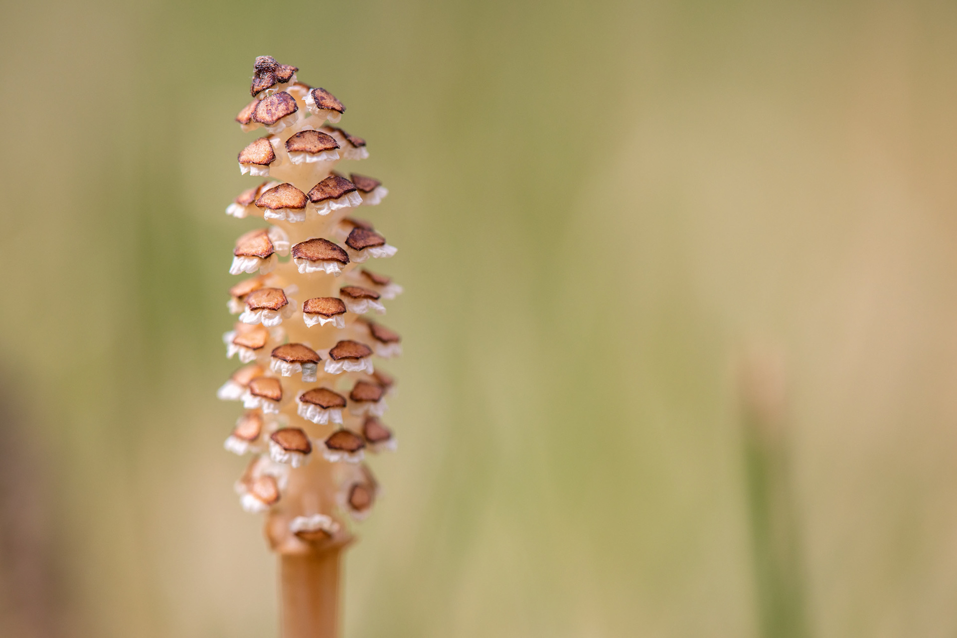 Horsetail fertile stem