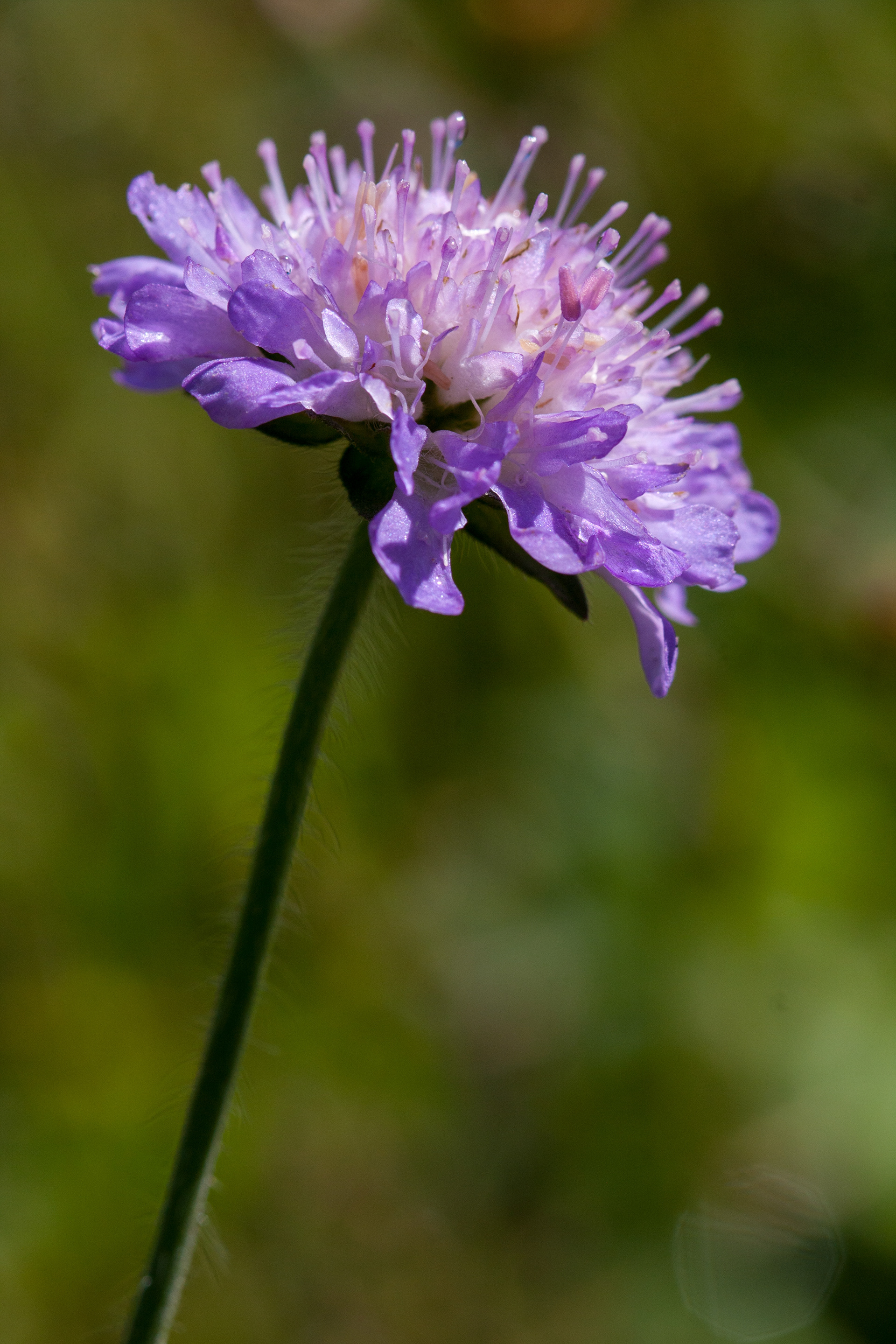 Field Scabious