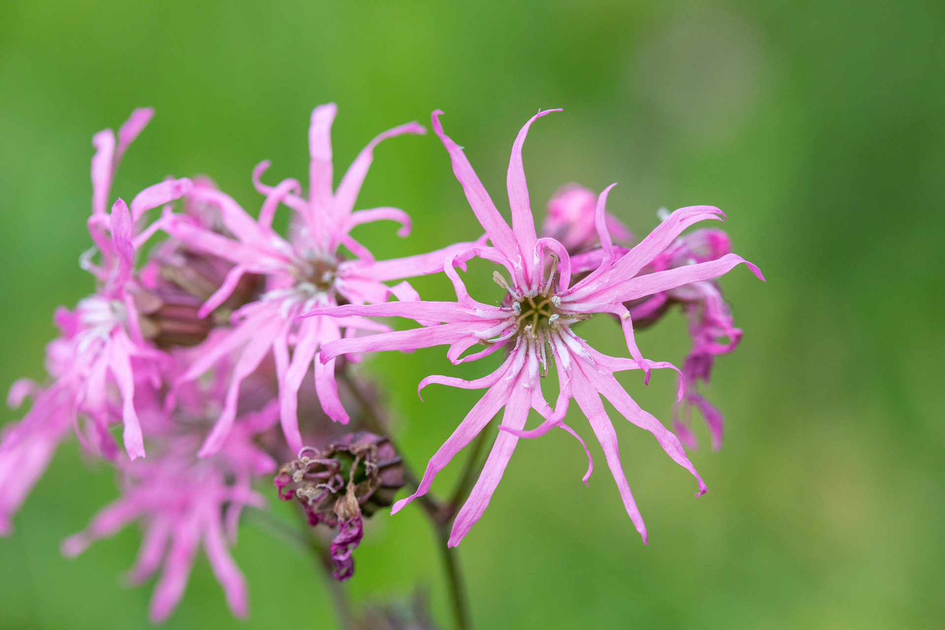 Ragged Robin