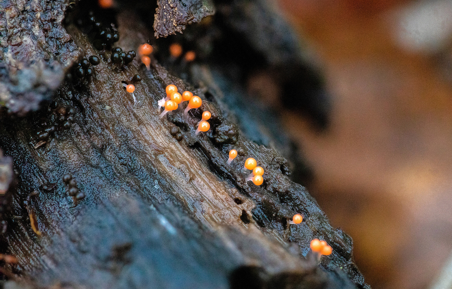 Slime Mould