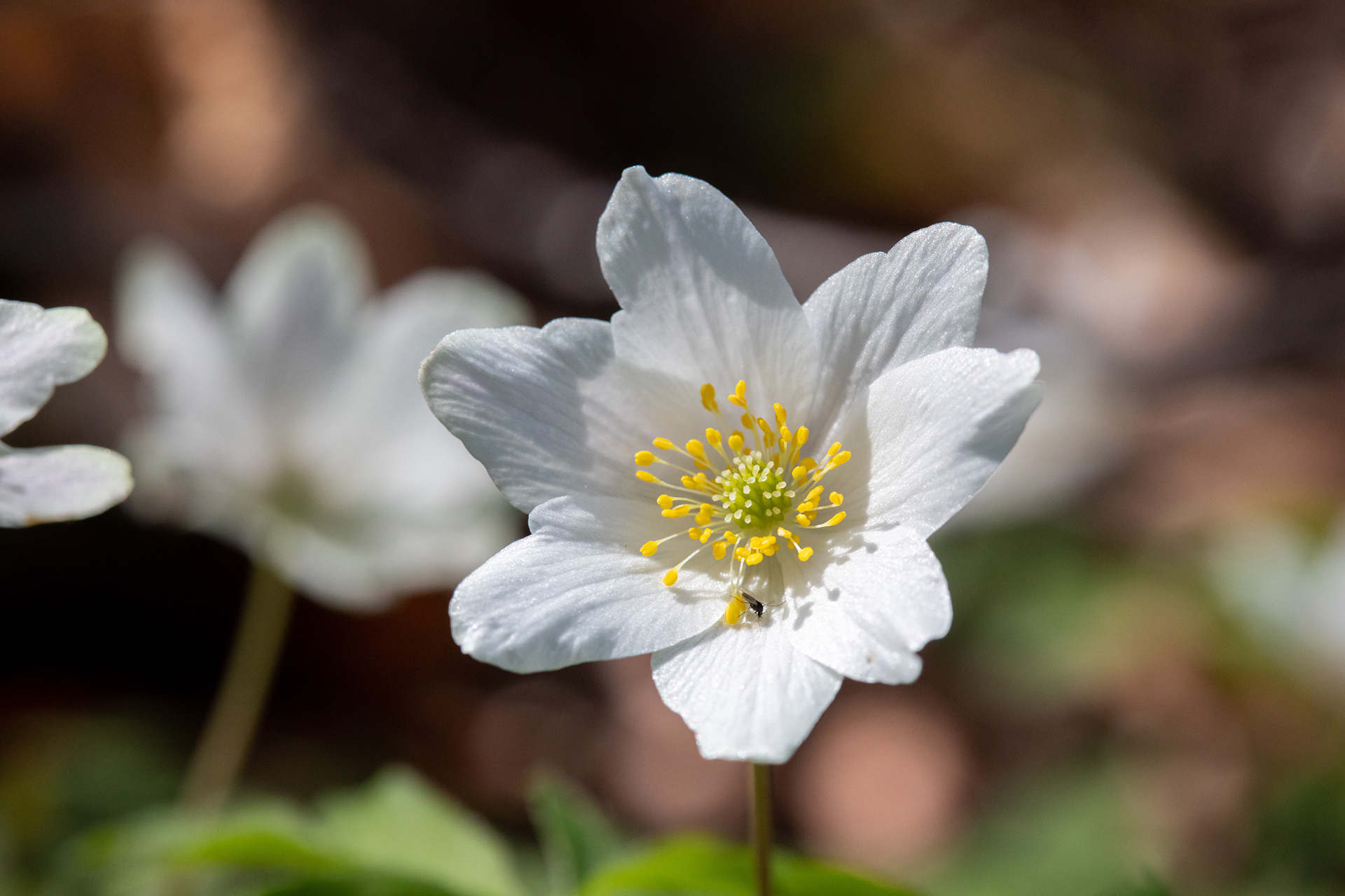 Wood Anemone