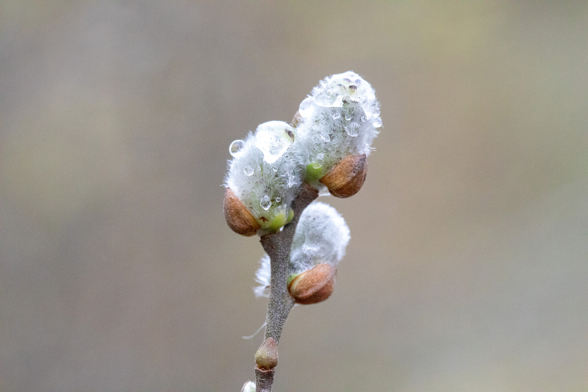 Pussy Willow