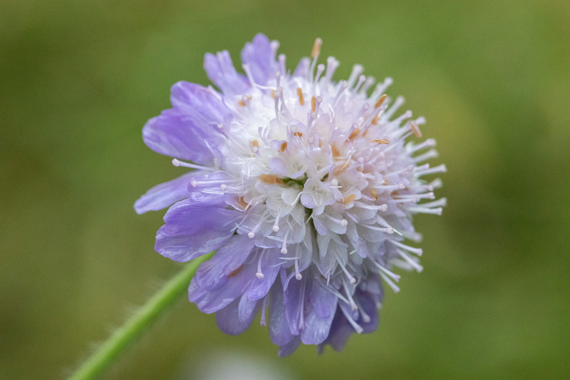 Field Scabious