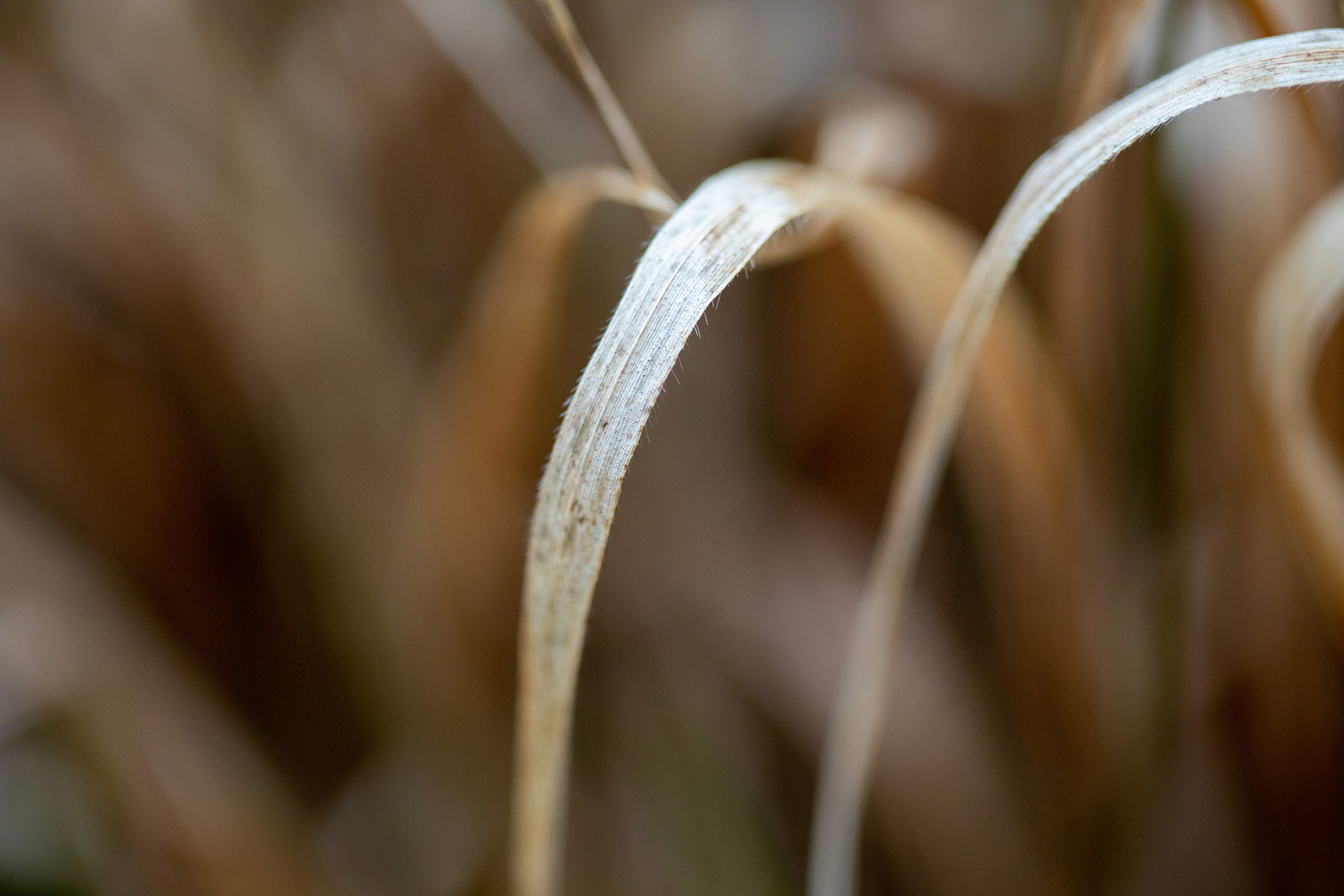 Grasses