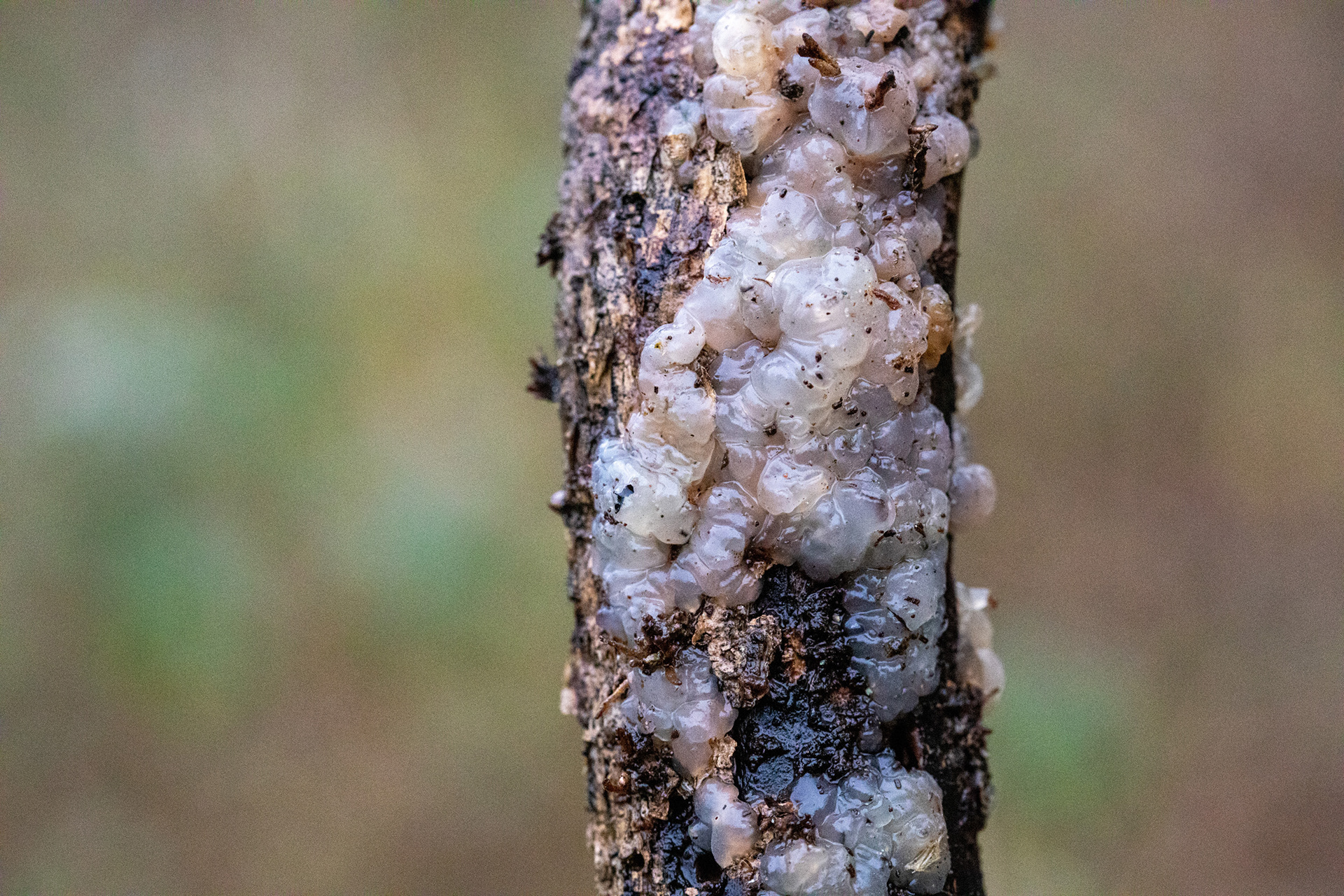 Crystal brain fungus
