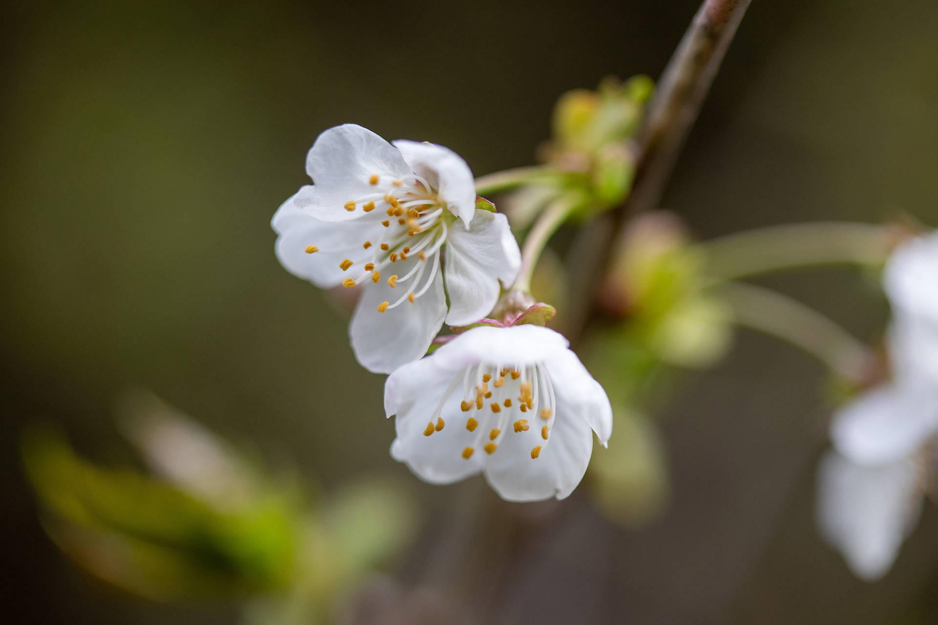 Blackthorn