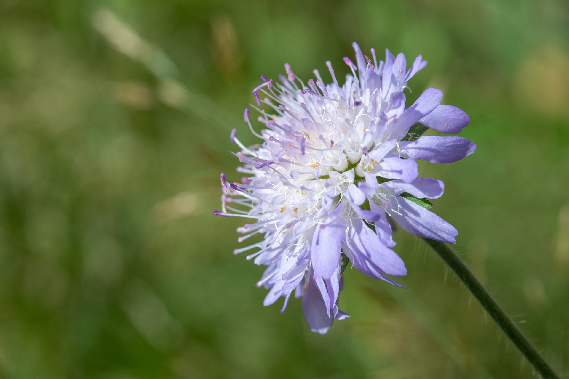 Field Scabious