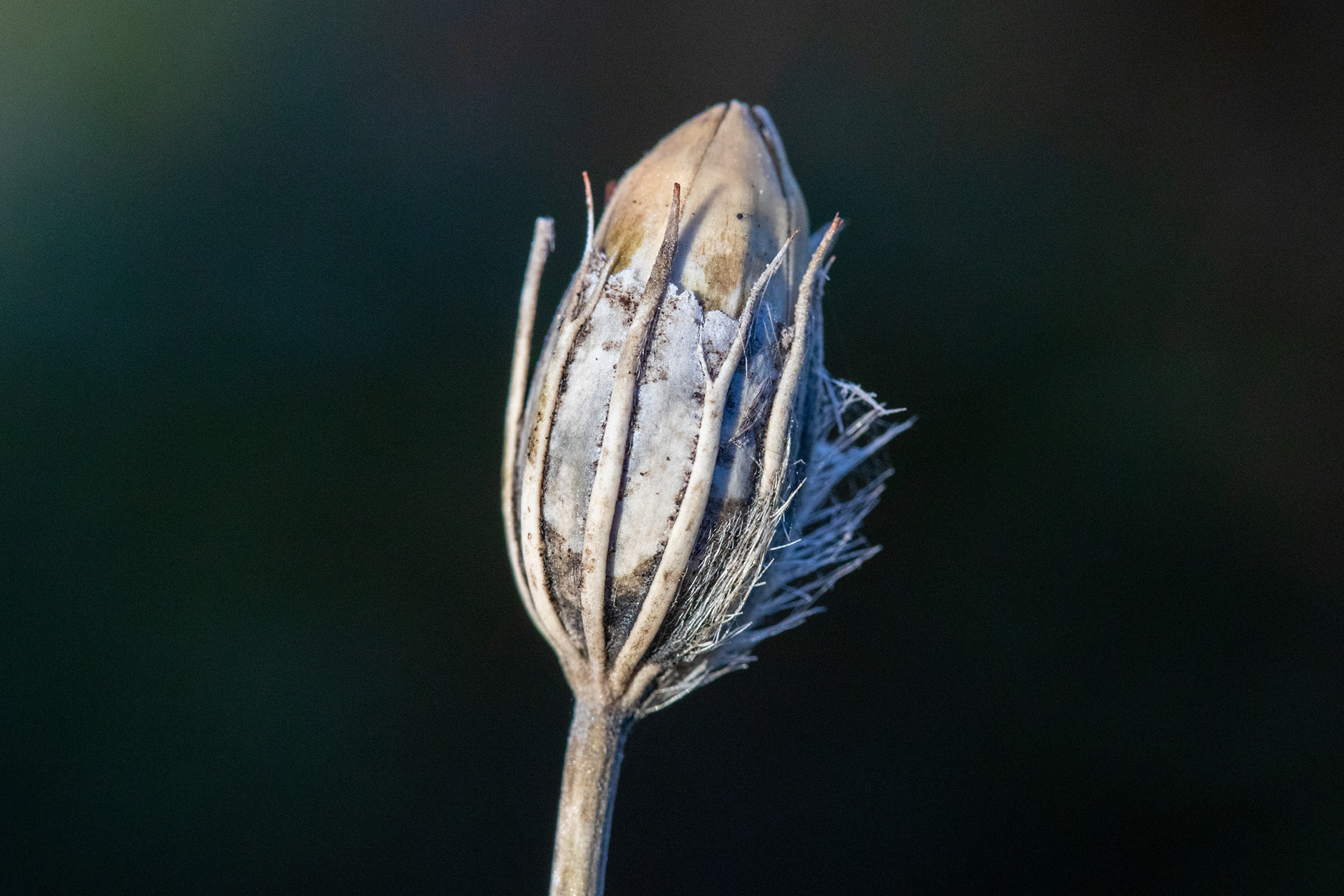 Corn-cockle