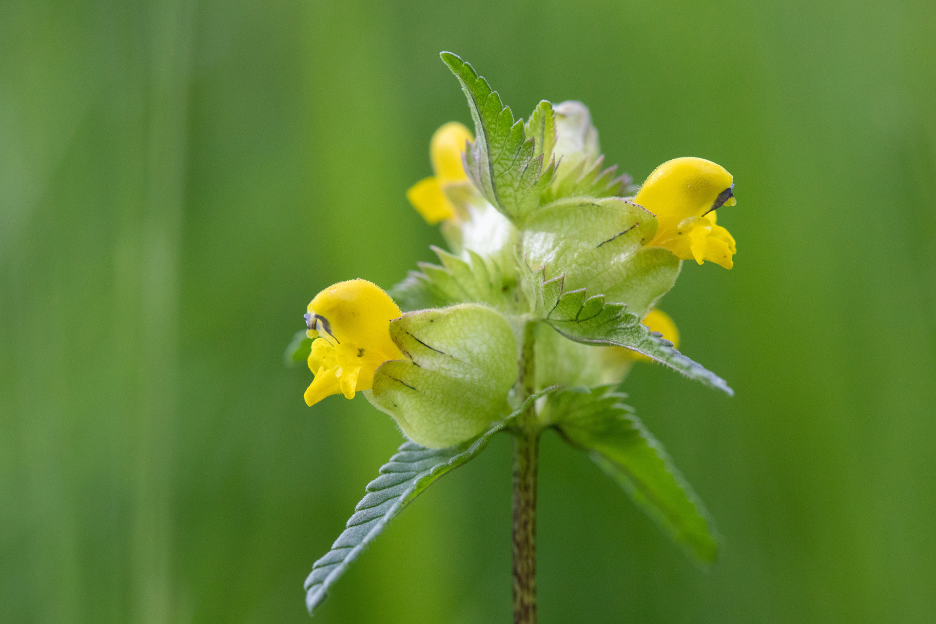 Yellow Rattle