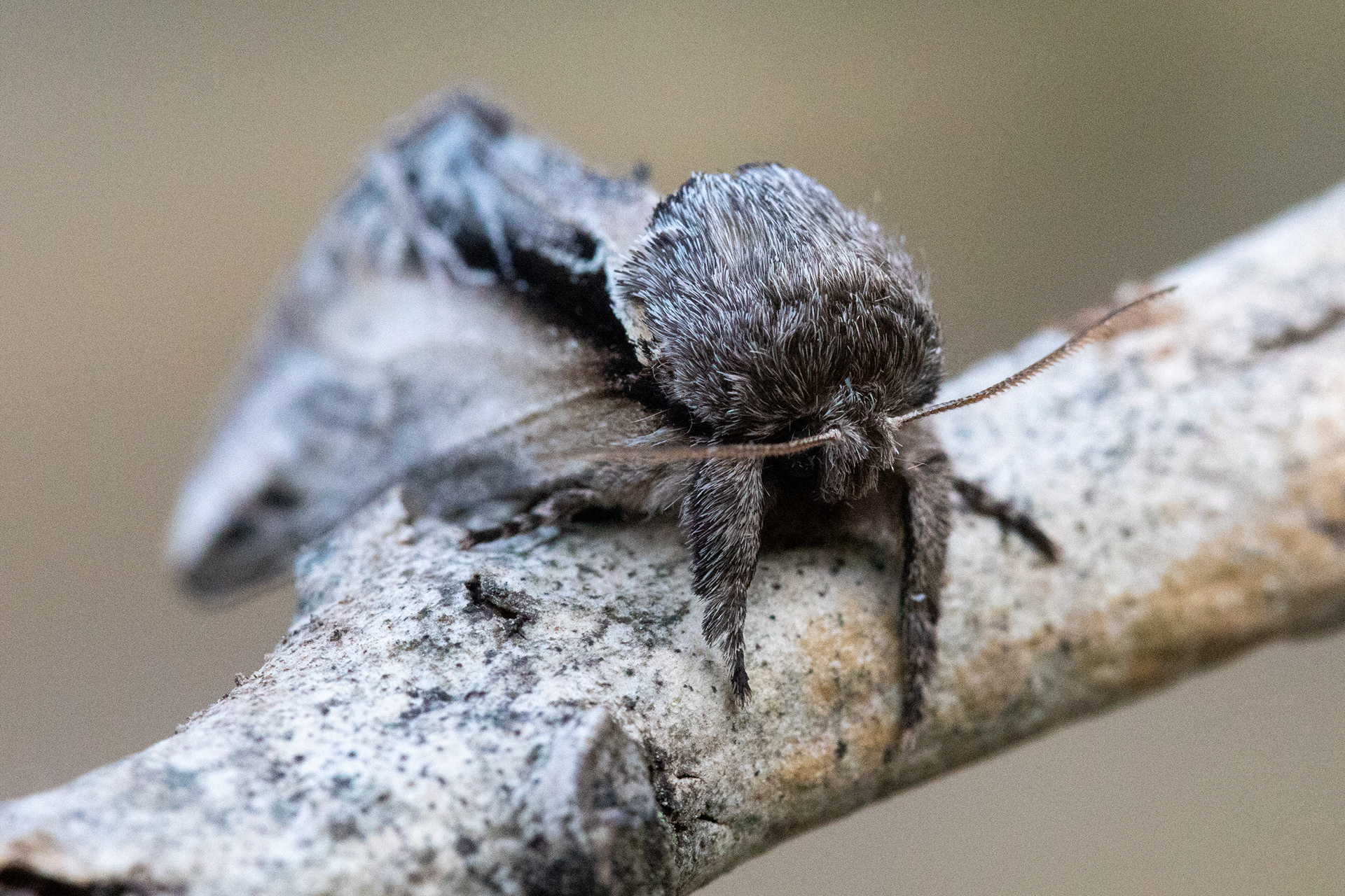 Swallow Prominent