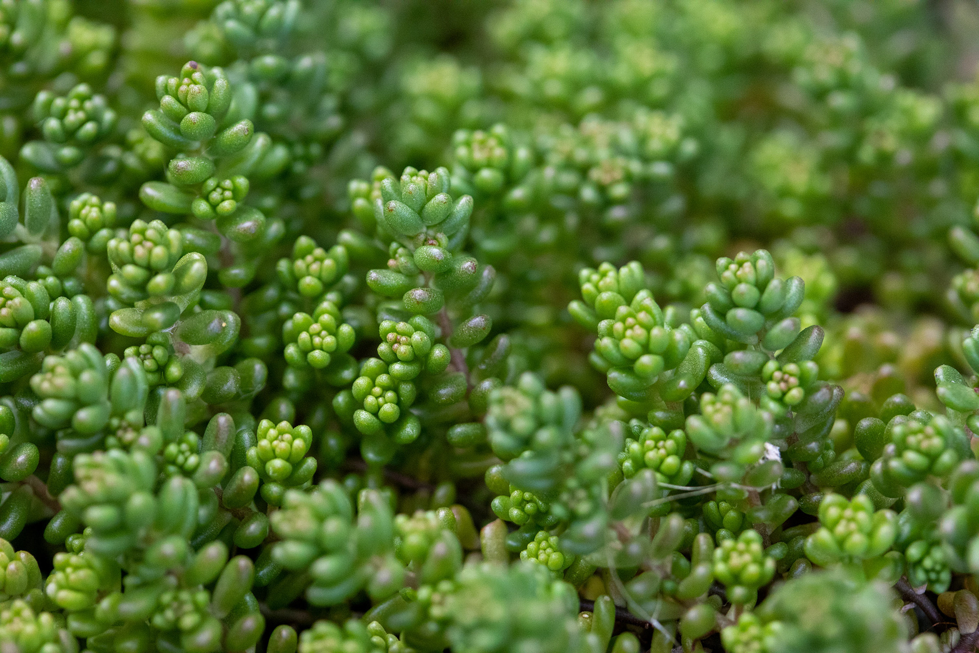 Stonecrop